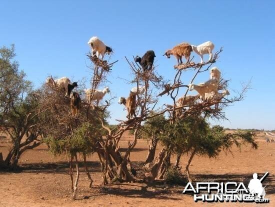 Namibian Goat in Tree