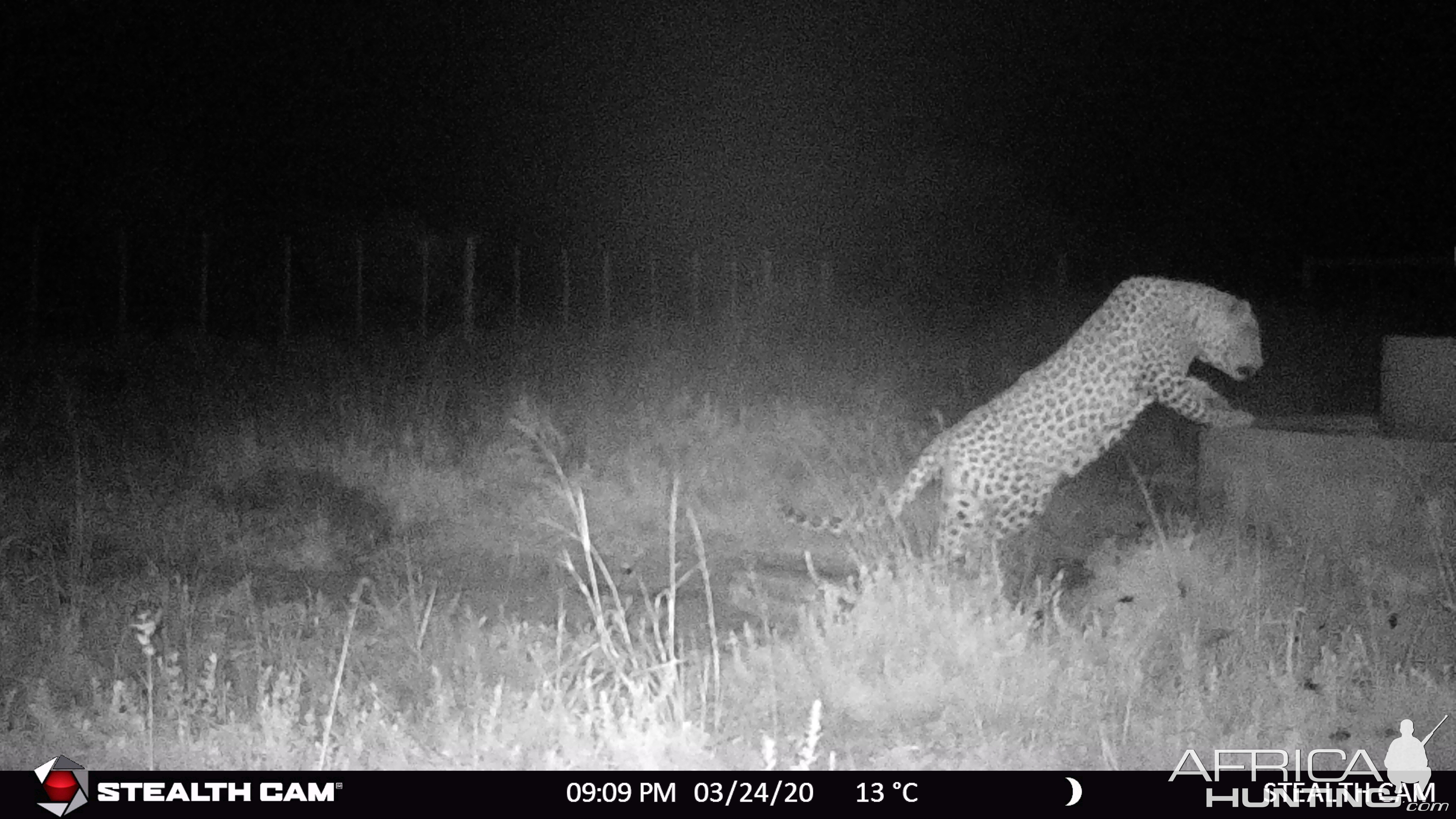 Namibian leopard strolling by