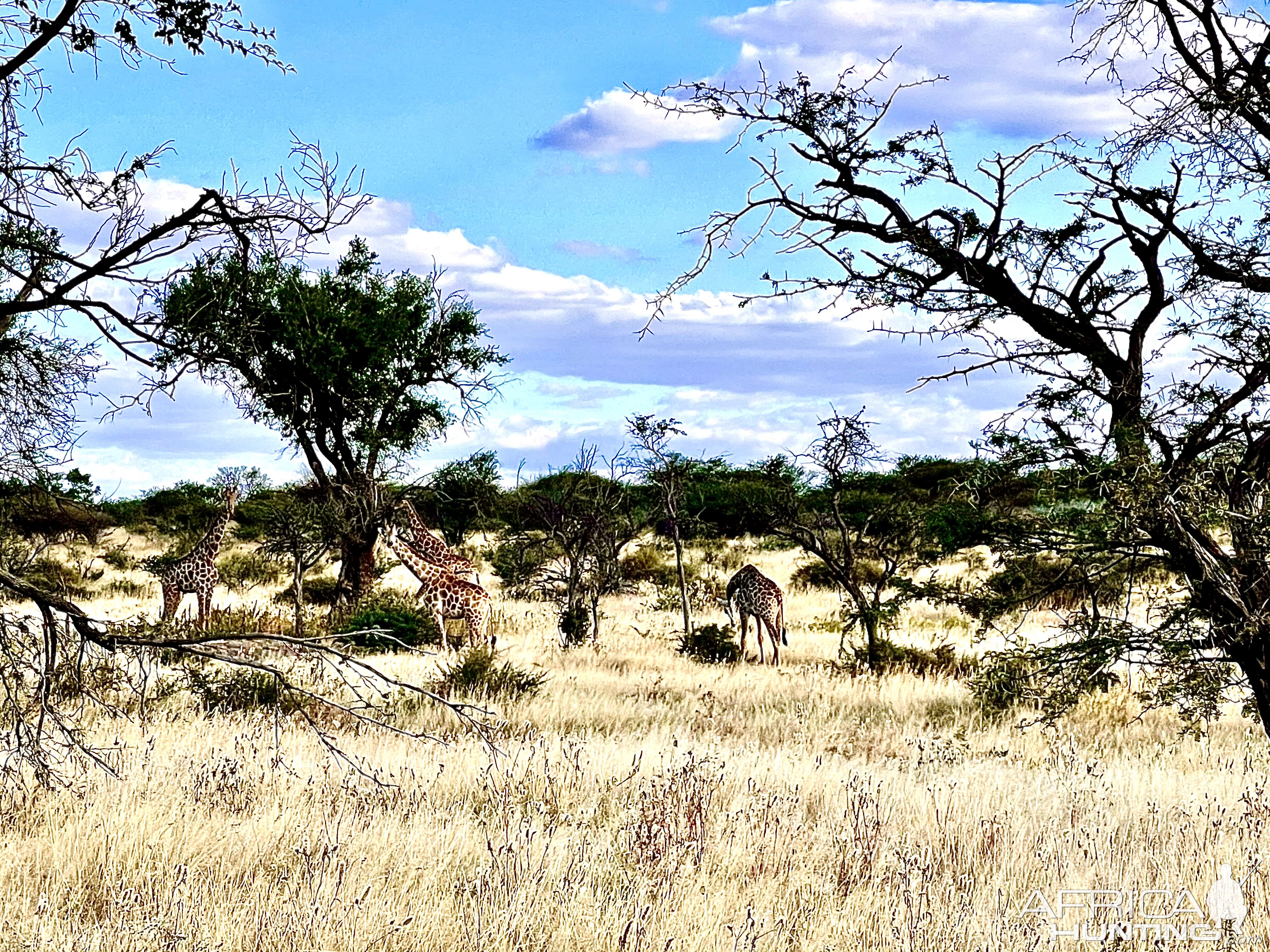 Namibian Nature & Wildlife