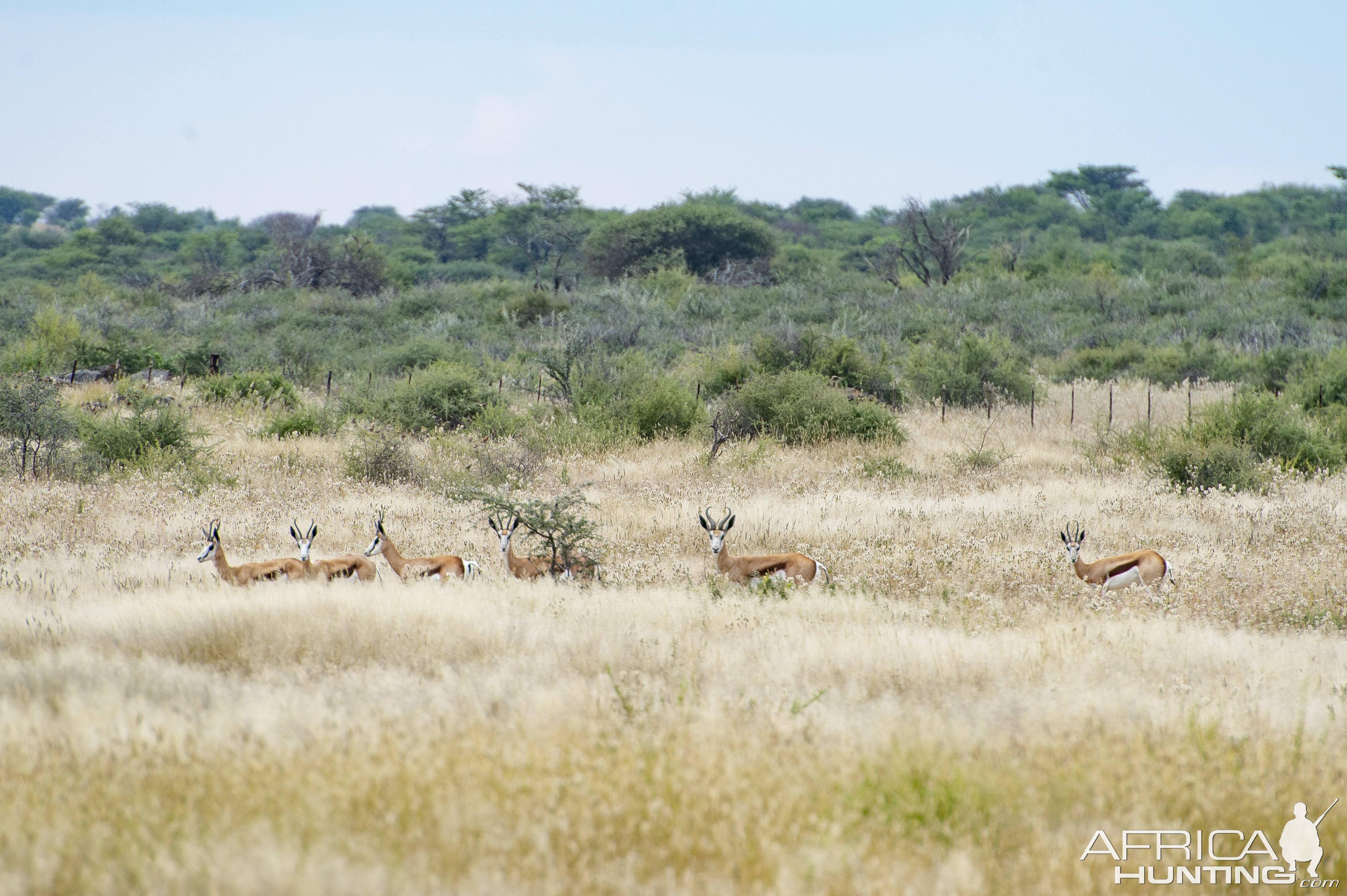 Namibian Springbok Wildlife