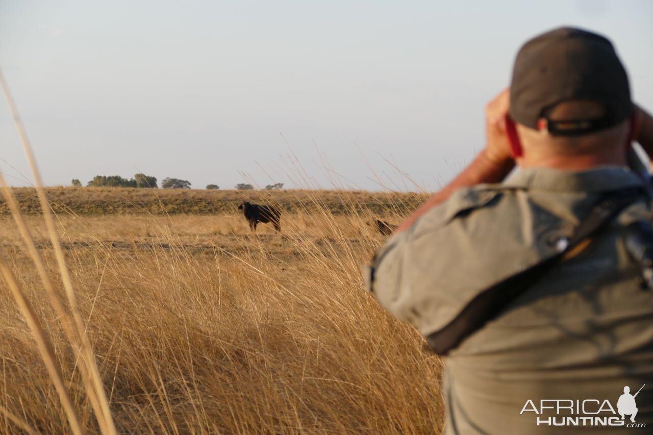 Namibian Wildlife