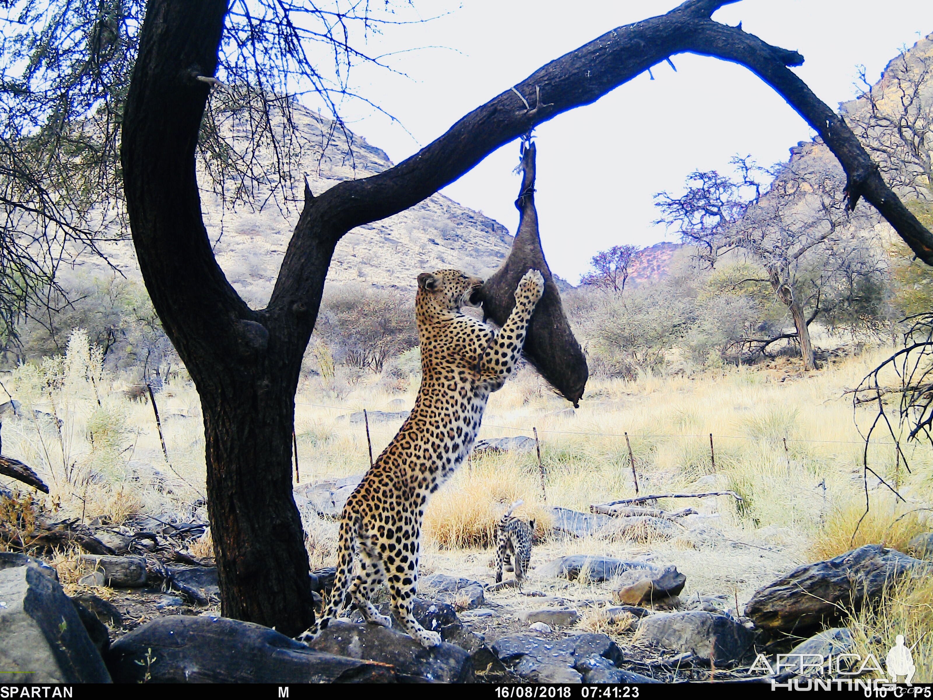 NamibiaTrail Cam Pictures Leopard