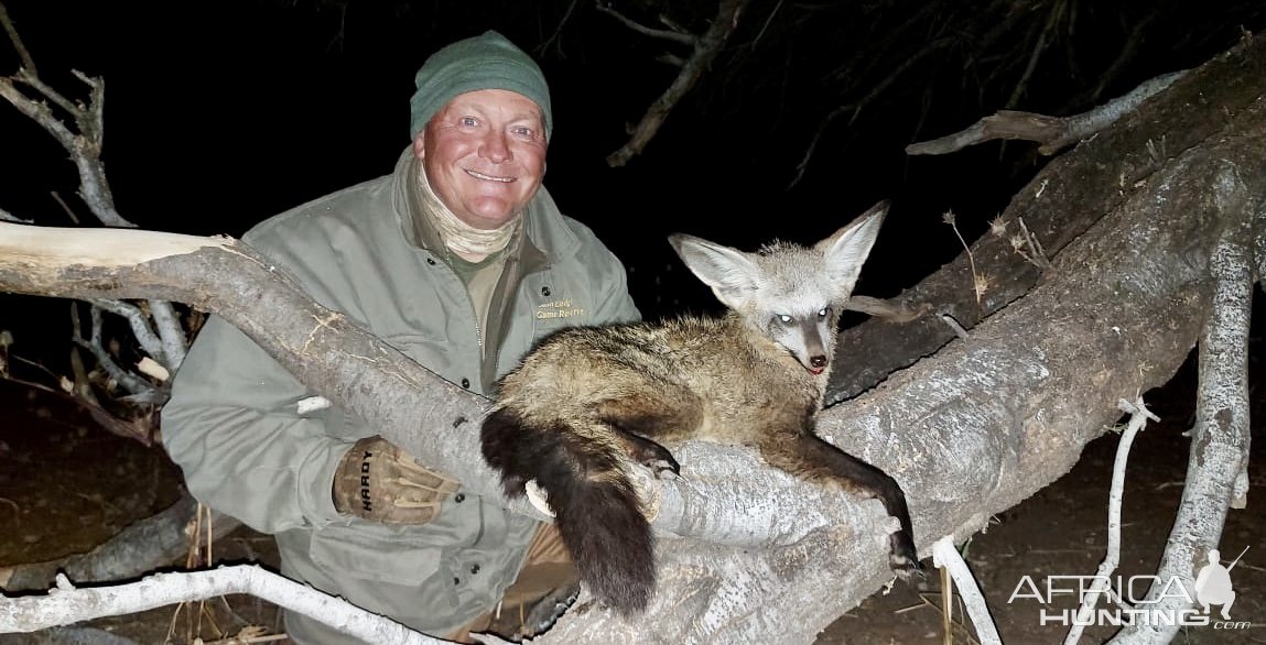 Nat-Eared Fox Hunt Kalahari South Africa