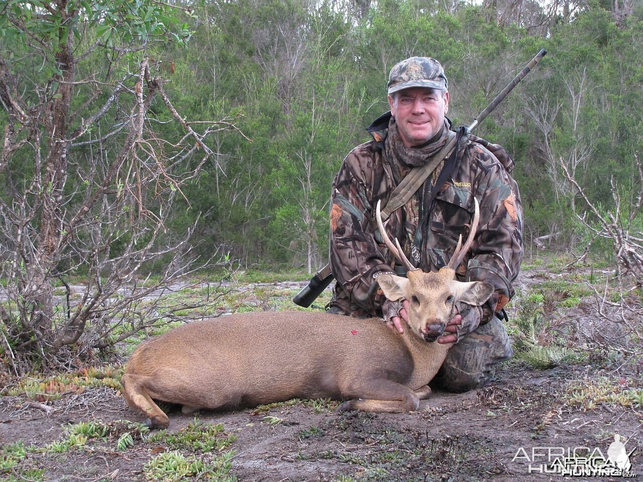 Neat Hog Deer Stag Hunt on Balpoole Peninsular,Victoria, Australia