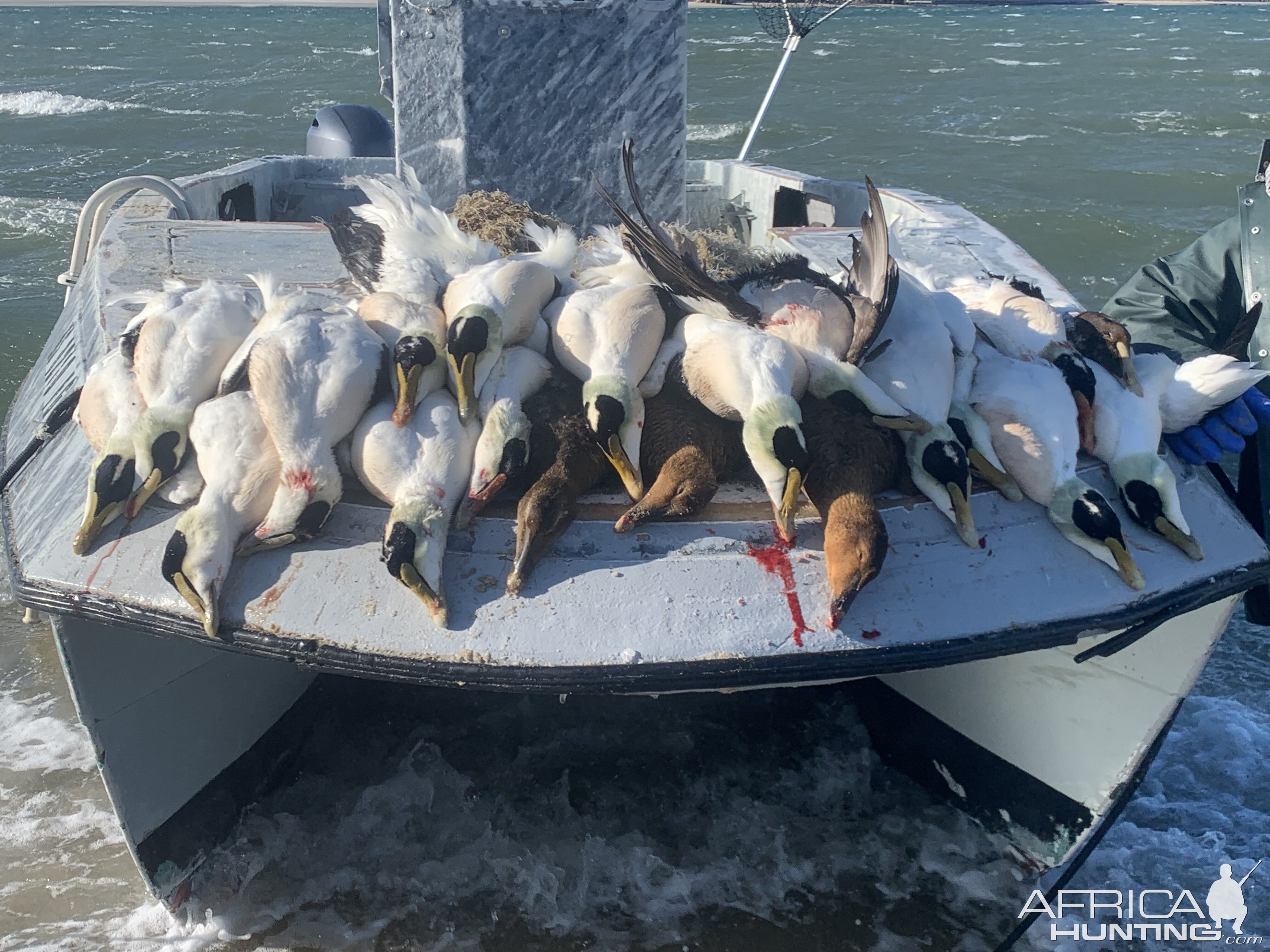 New England USA Hunt Cape Cod Sea Duck