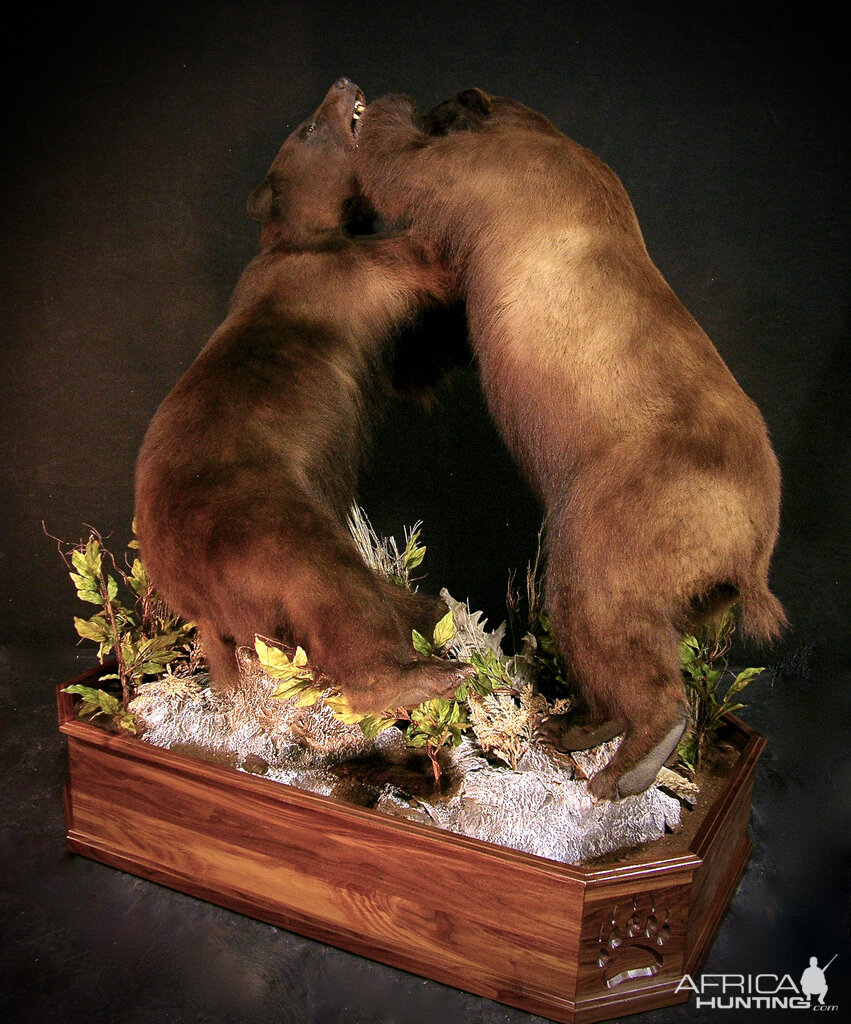 New Mexico Bears Full Mount Taxidermy Bear Fight!