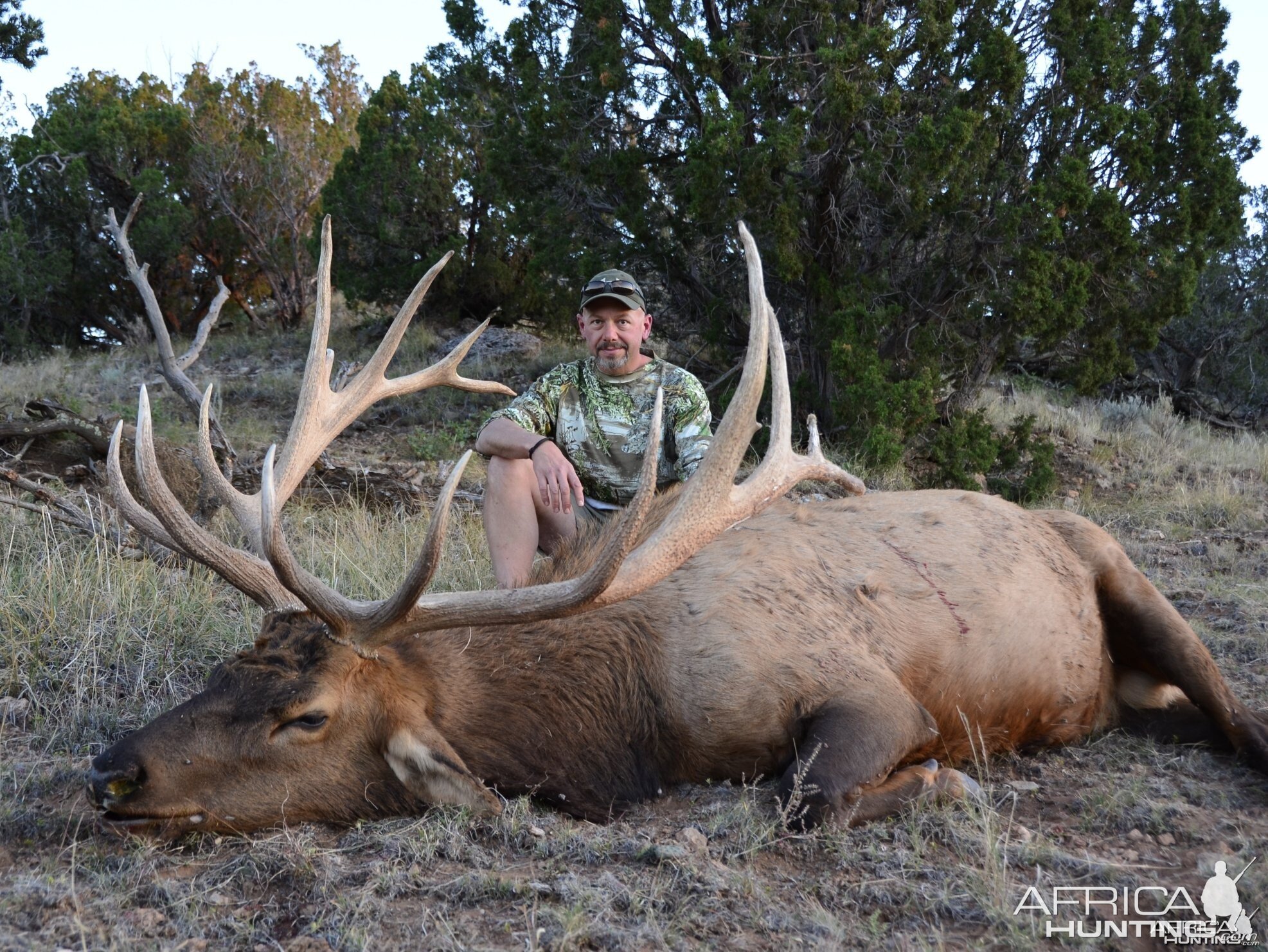 New Mexico Elk