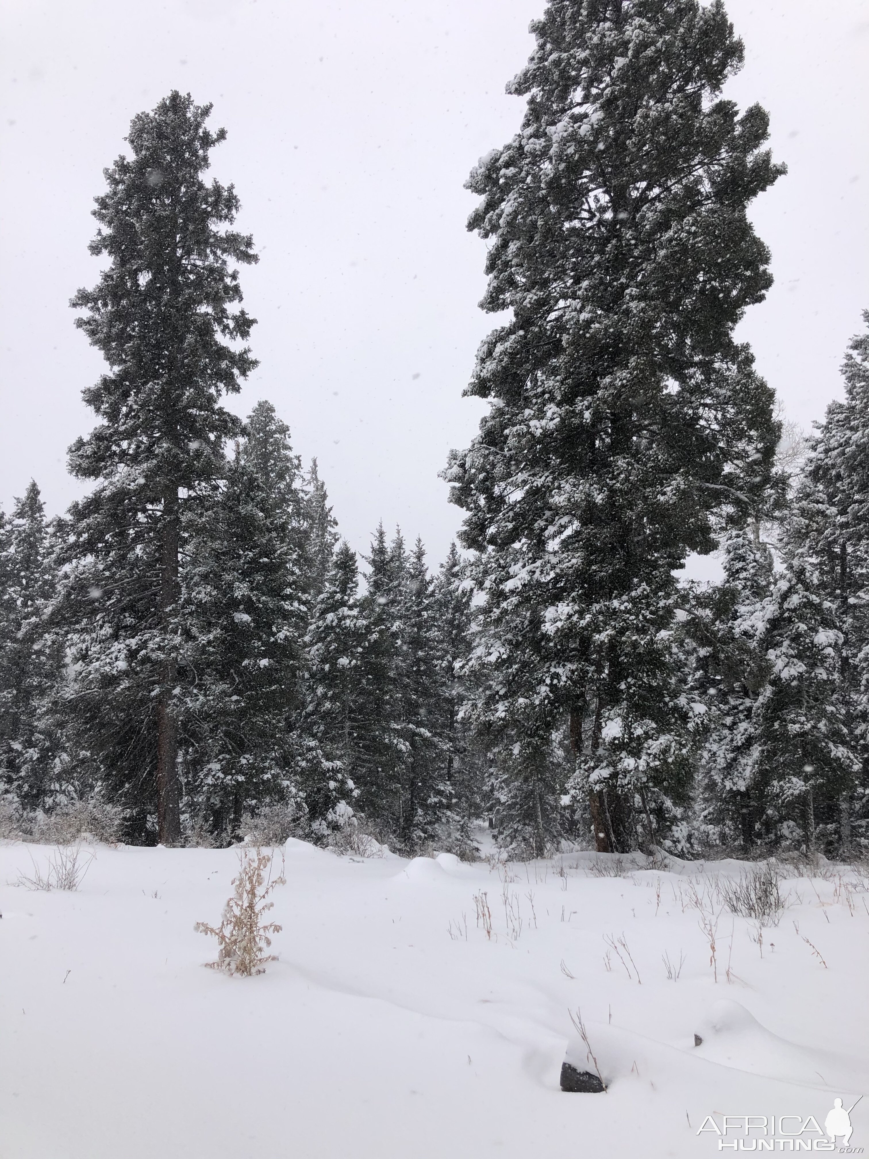 New Mexico USA Hunting Mountain Lion