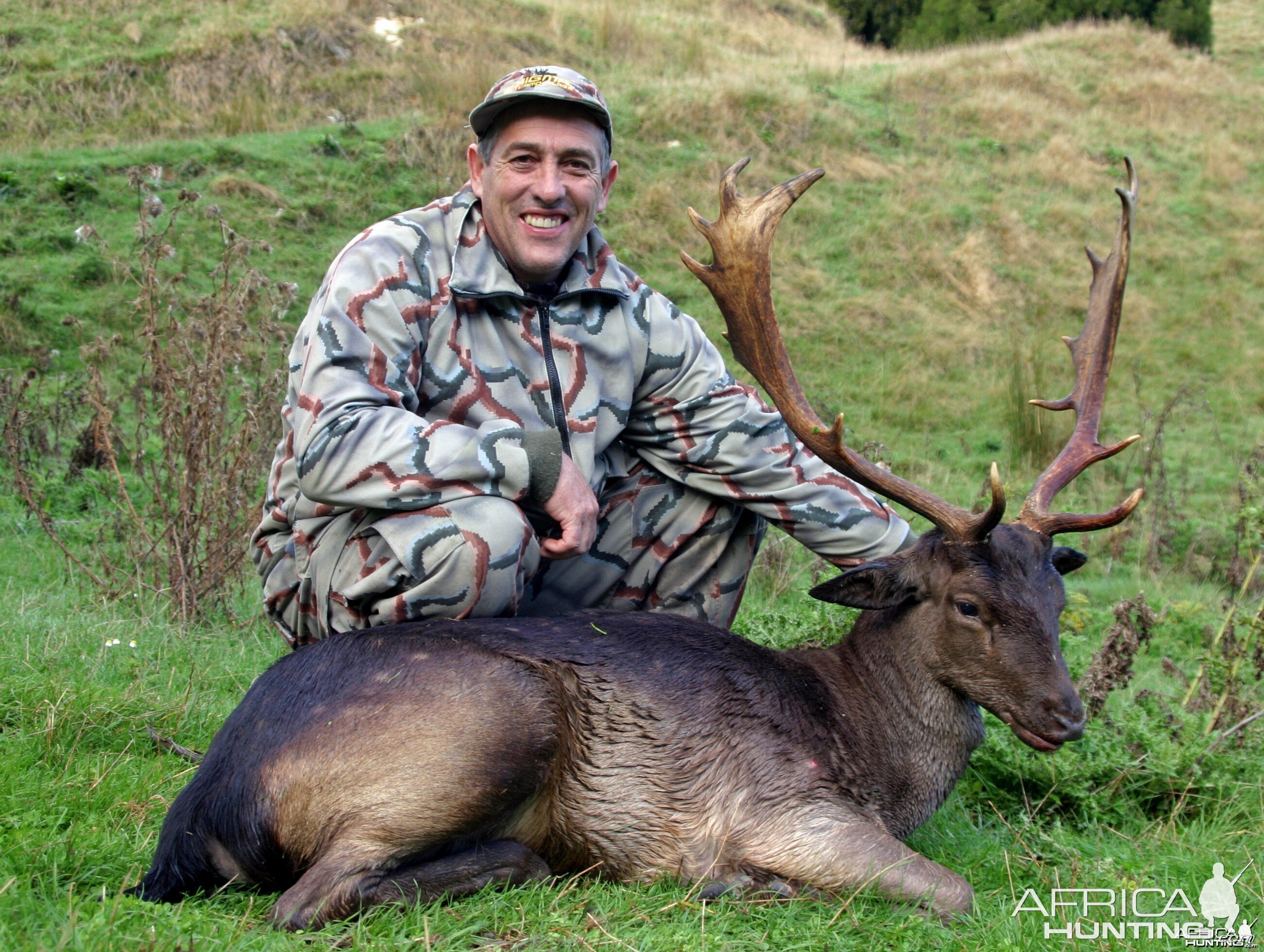 New Zealand Fallow deer