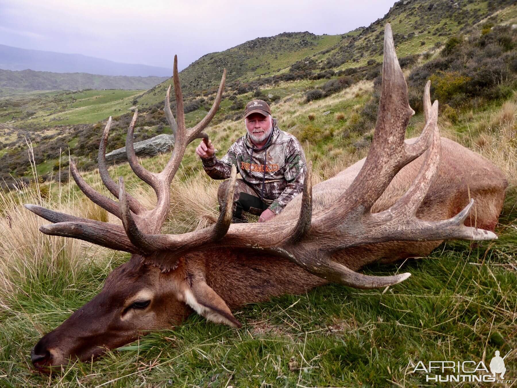 New Zealand Hunt Elk