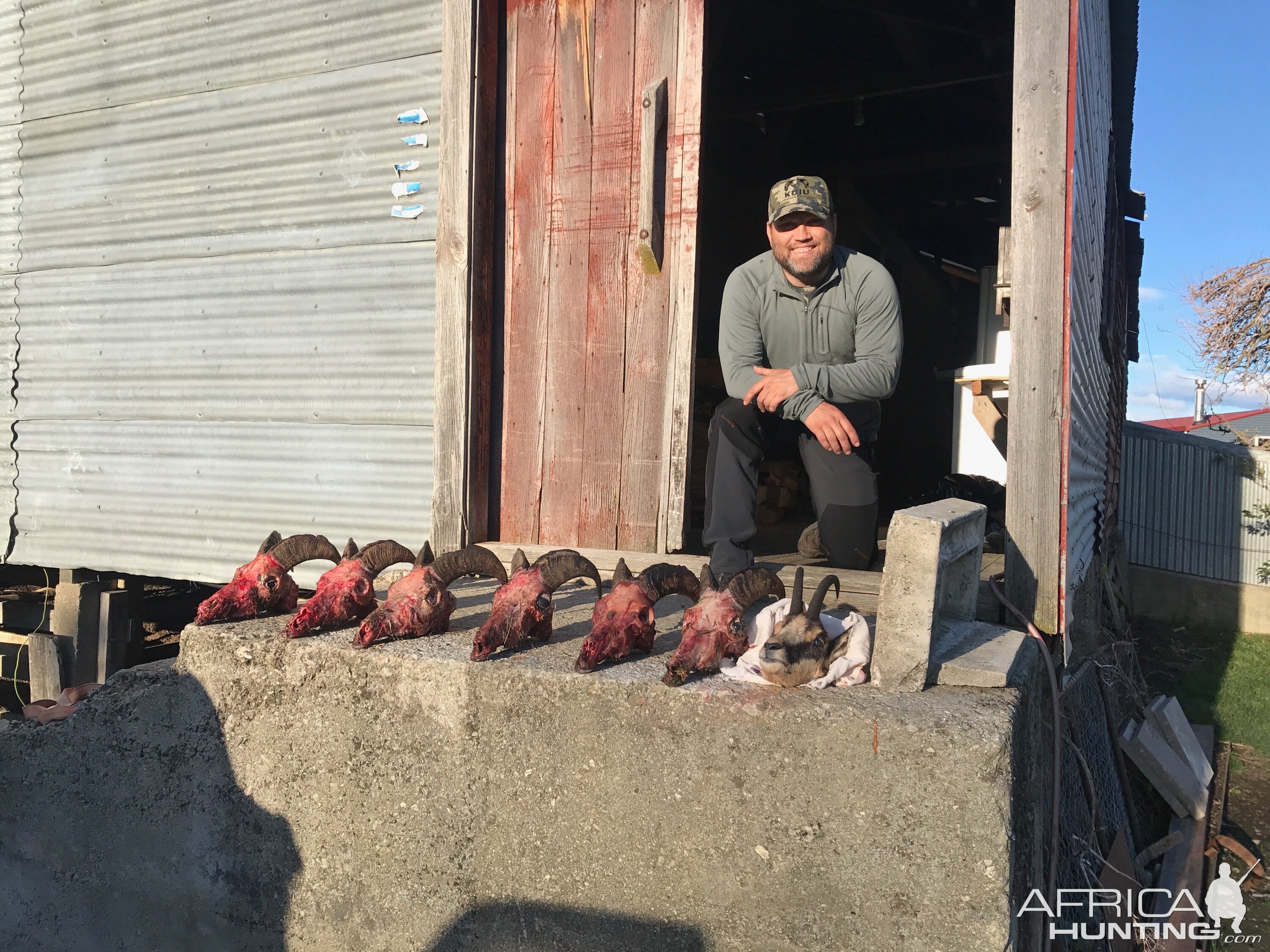 New Zealand Hunt Tahr & Chamois