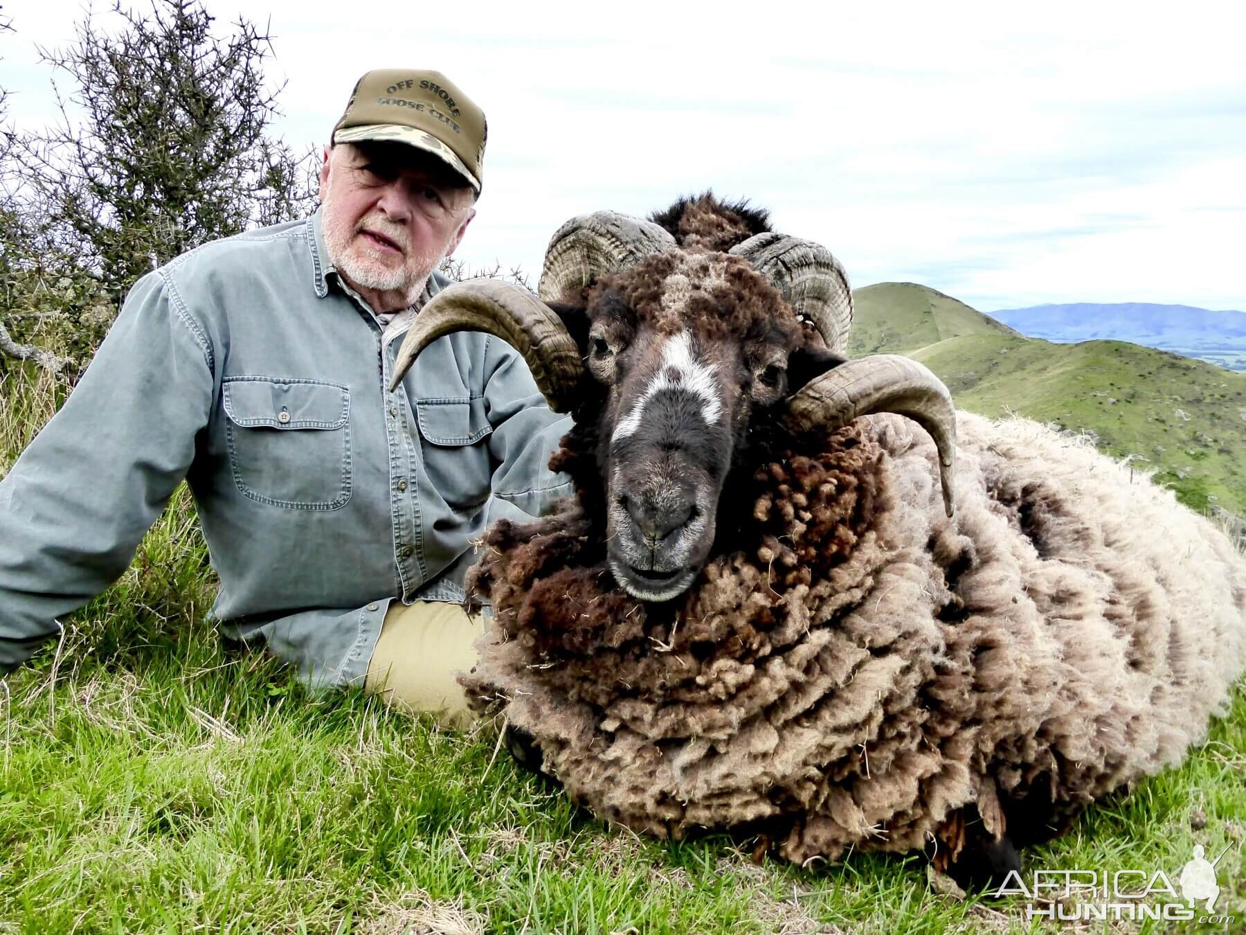 New Zealand Hunting Arapawa Ram