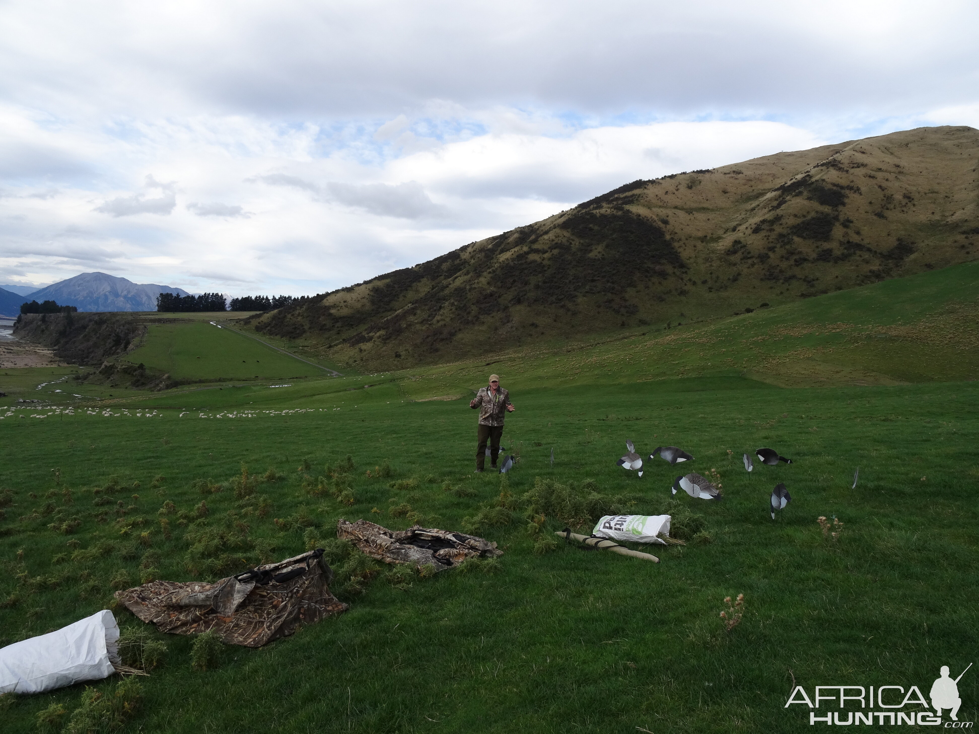 New Zealand Hunting Duck