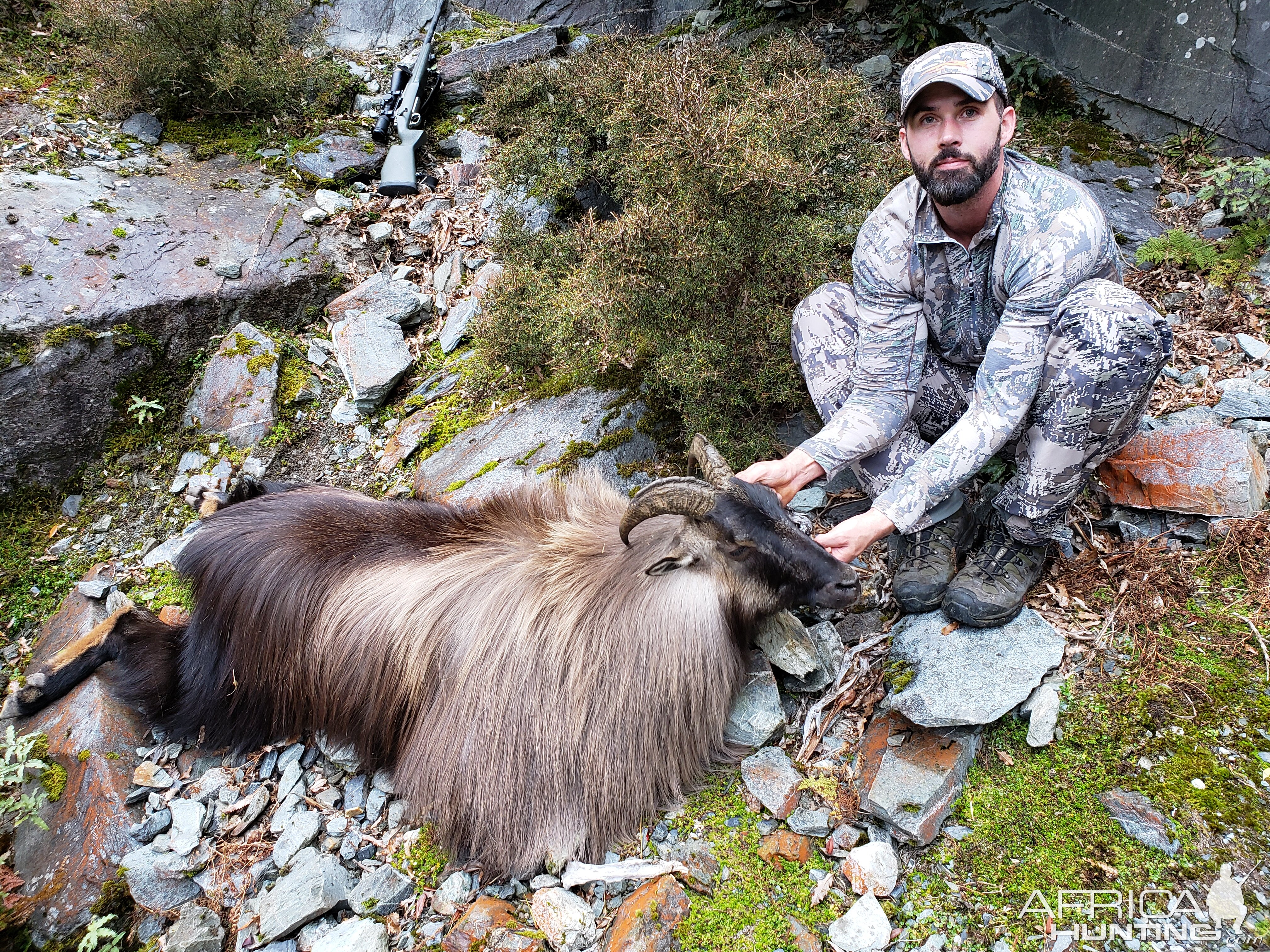 New Zealand Hunting Tahr