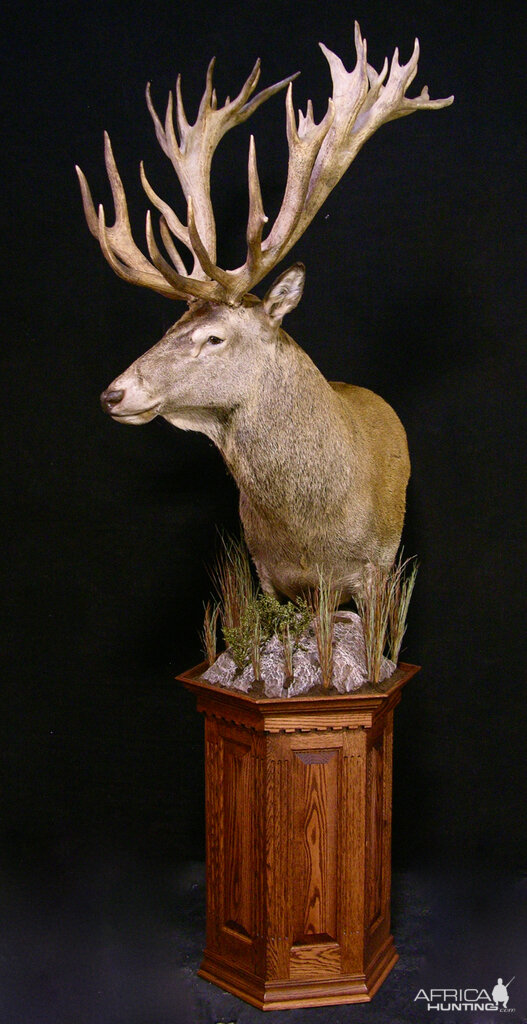 New Zealand Stag Shoulder Mount Taxidermy