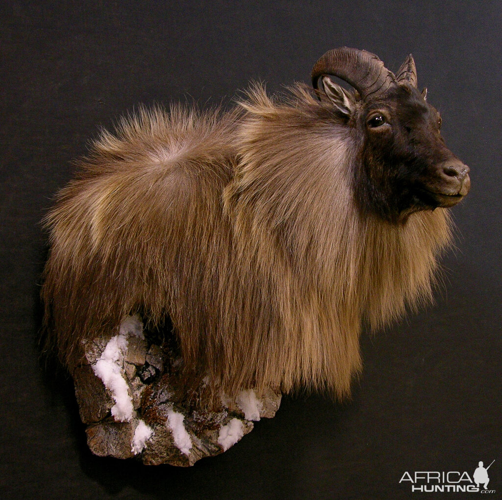 New Zealand Tahr Wall Pedestal Taxidermy Mount With Habitat