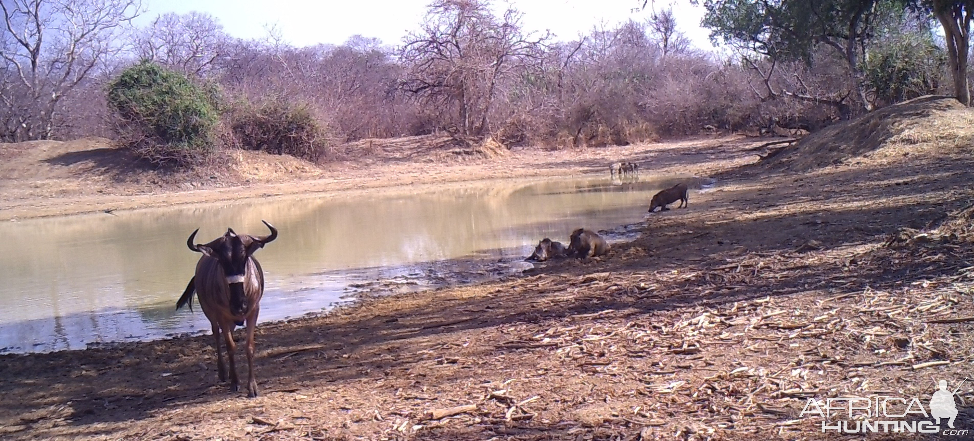 Niassa Wildebeest.