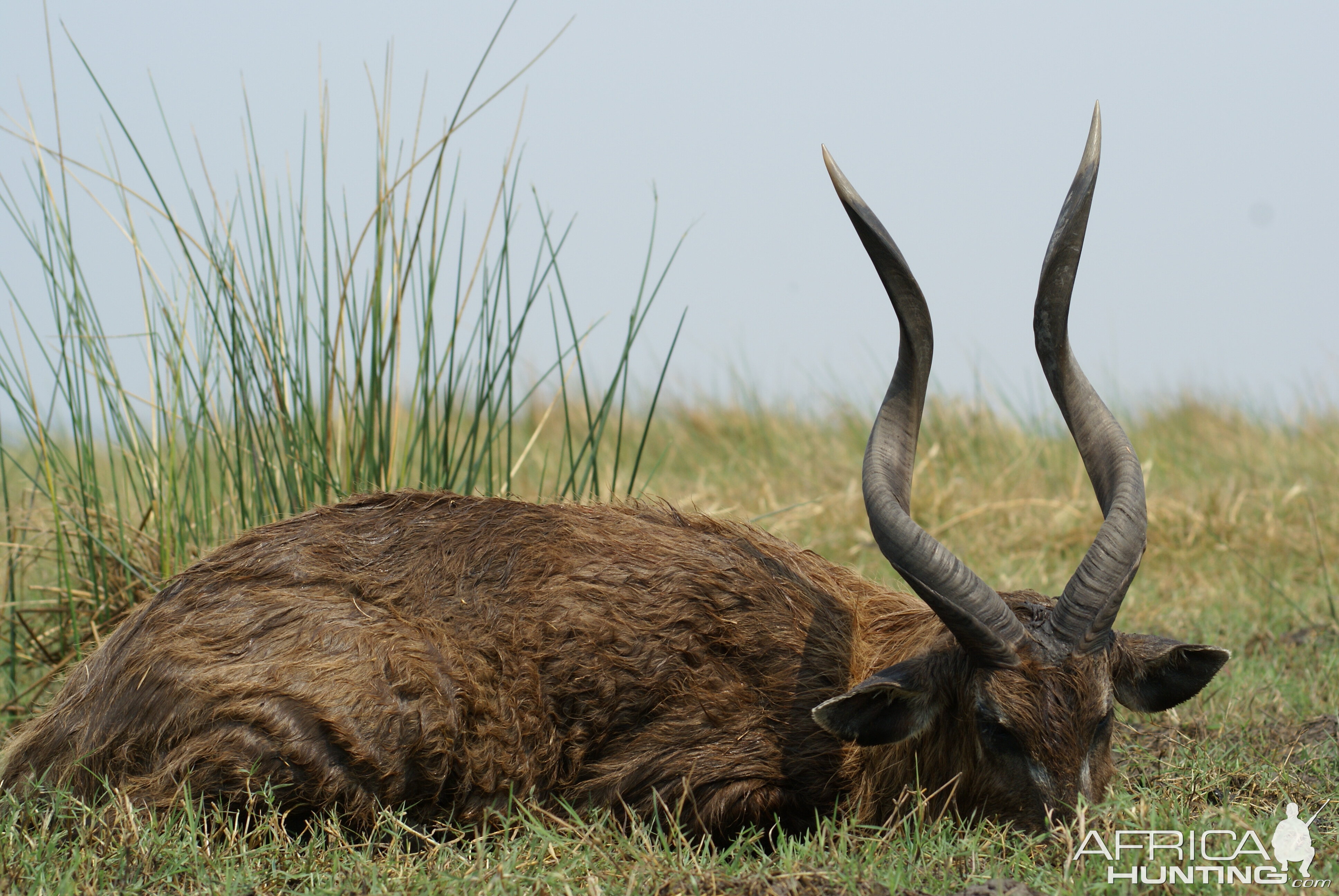 Nice Zambezi sitatunga