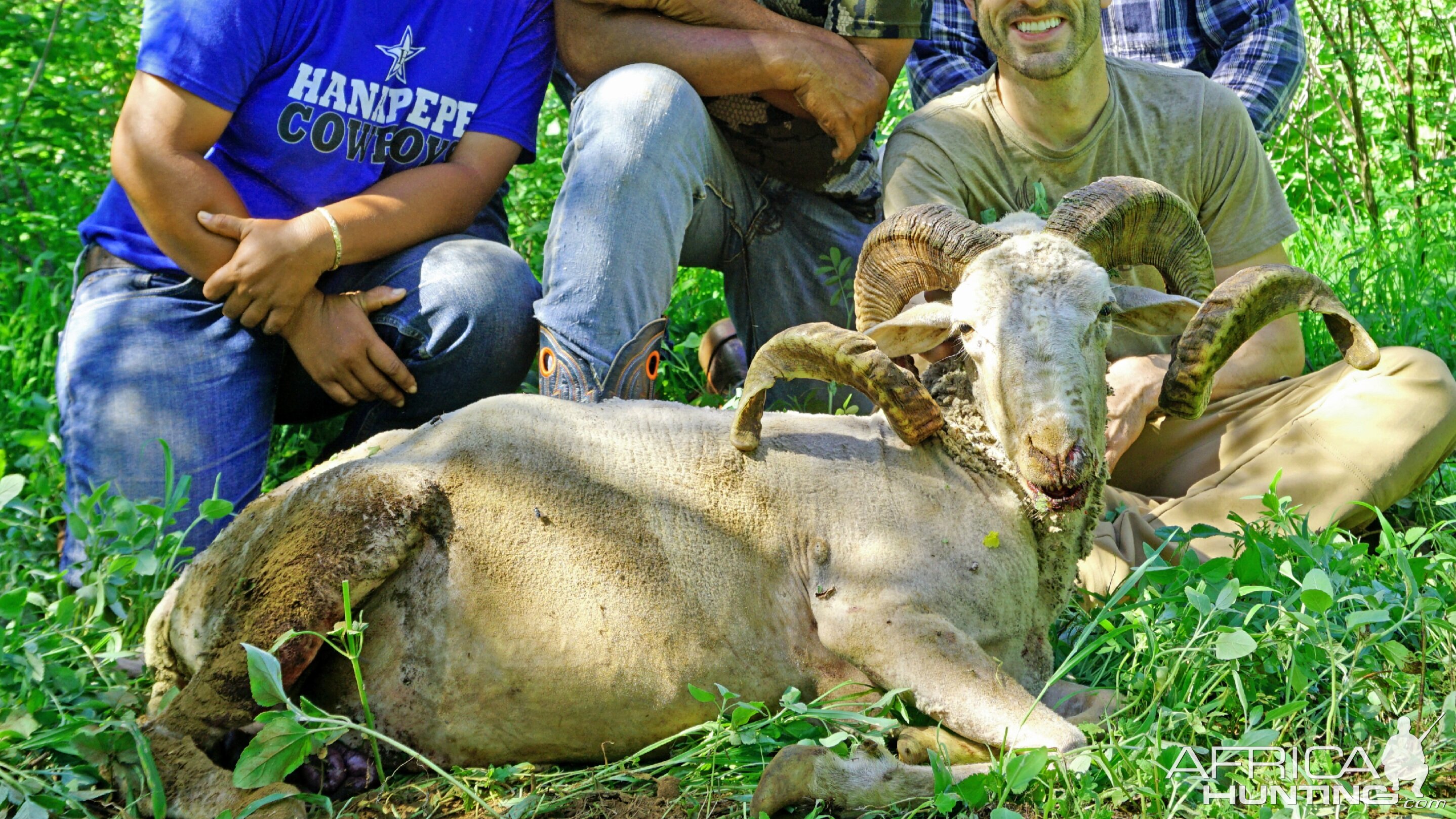 Ni'ihau Island Hawaii USA Hunting Sheep