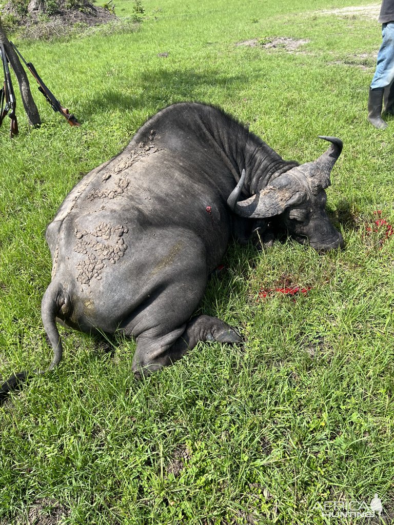 Nile Buffalo Hunt Uganda