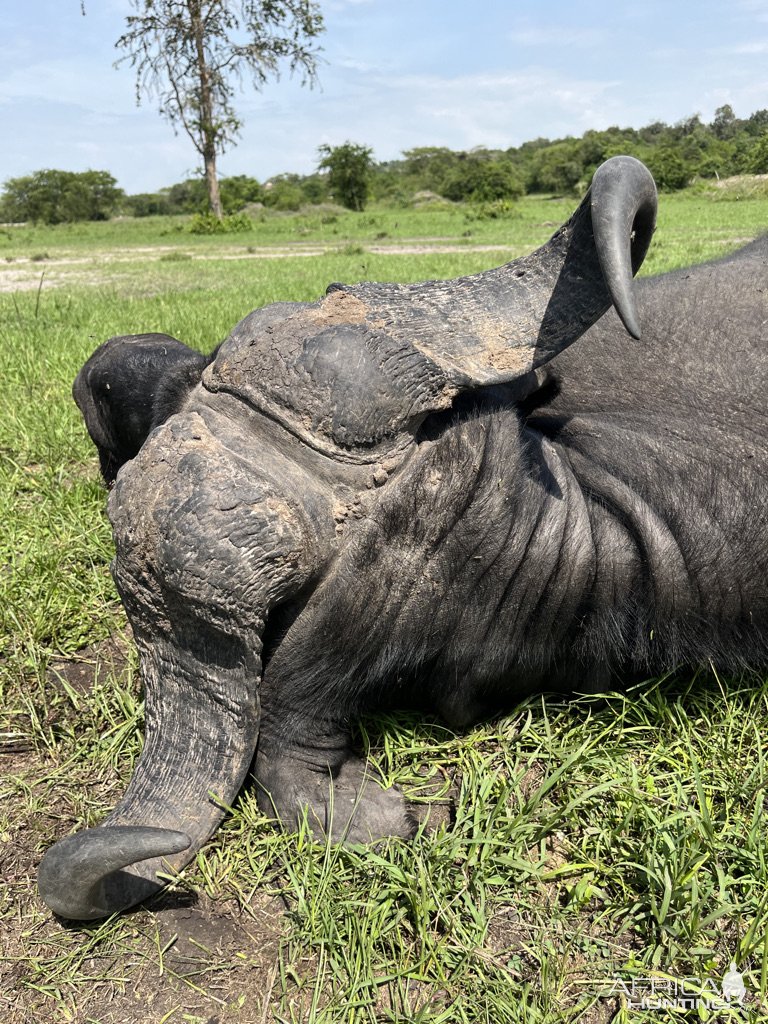 Nile Buffalo Hunt Uganda