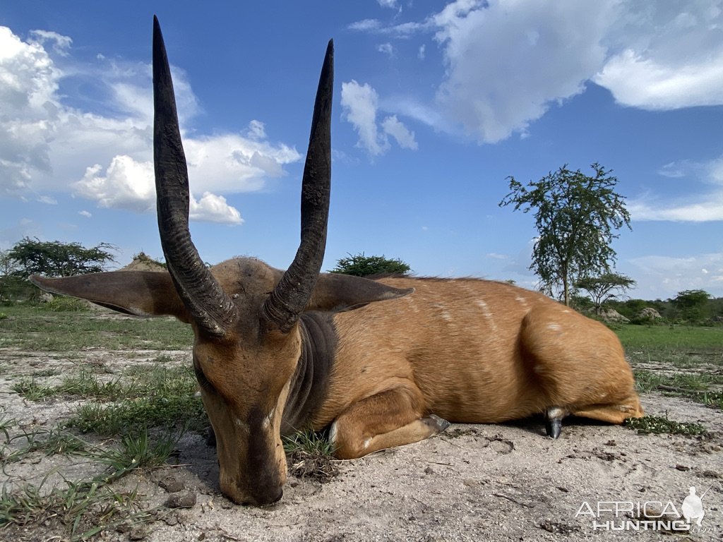 Nile Bushbuck Hunt Uganda