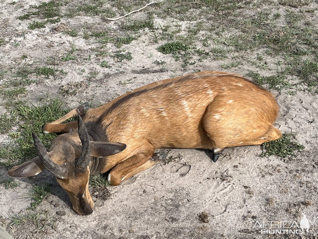 Nile Bushbuck Hunt Uganda