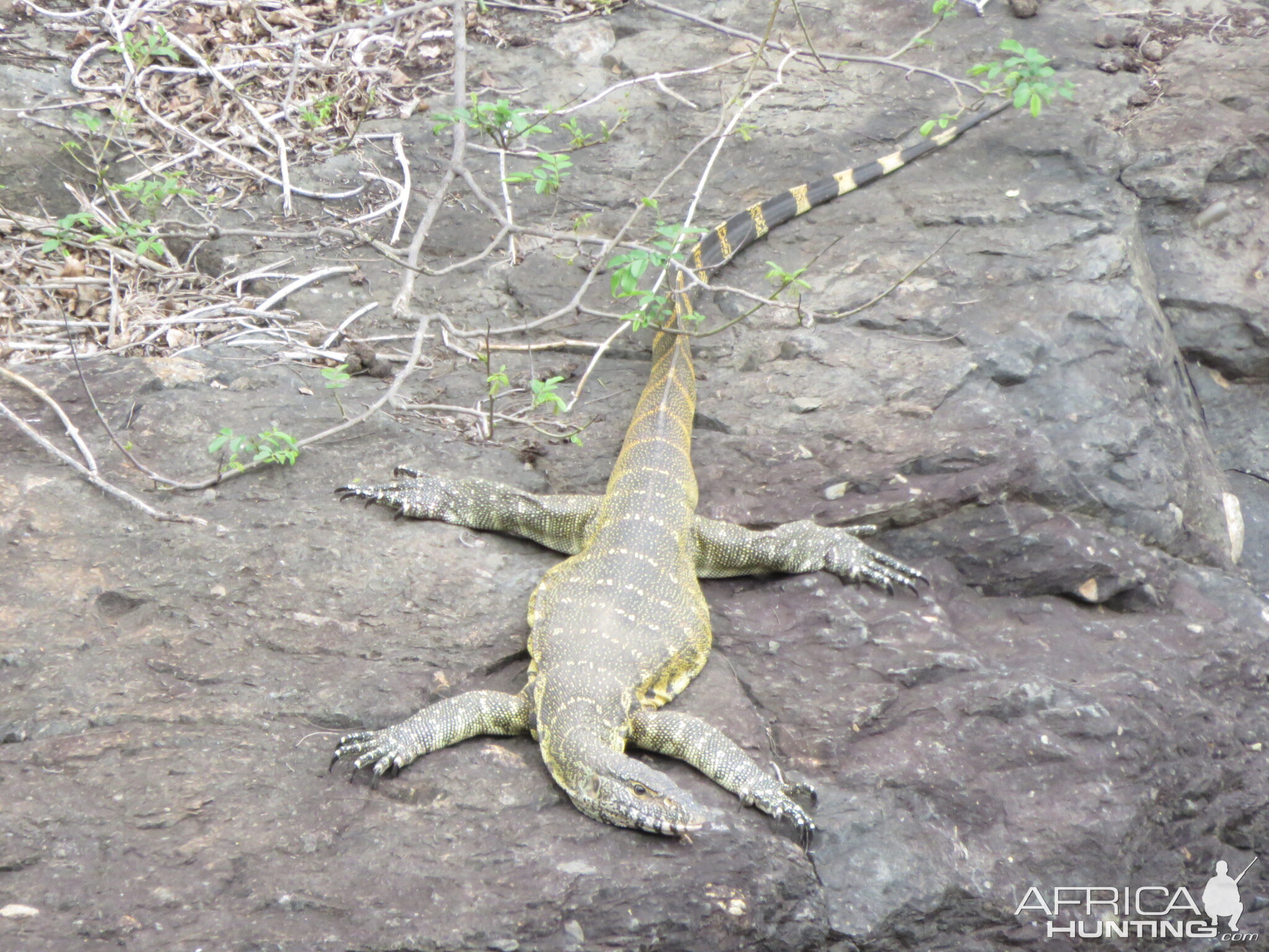 Nile monitor