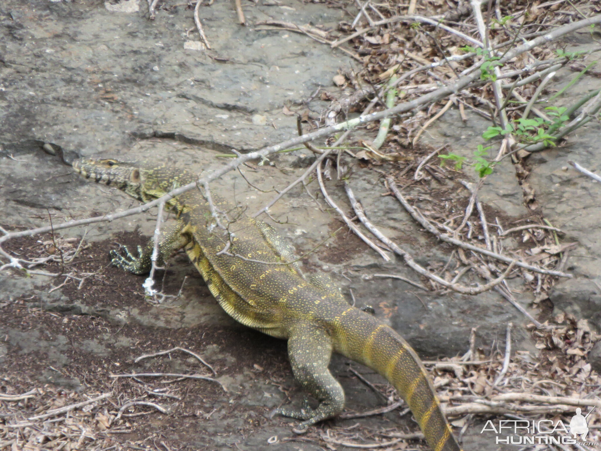 Nile monitor