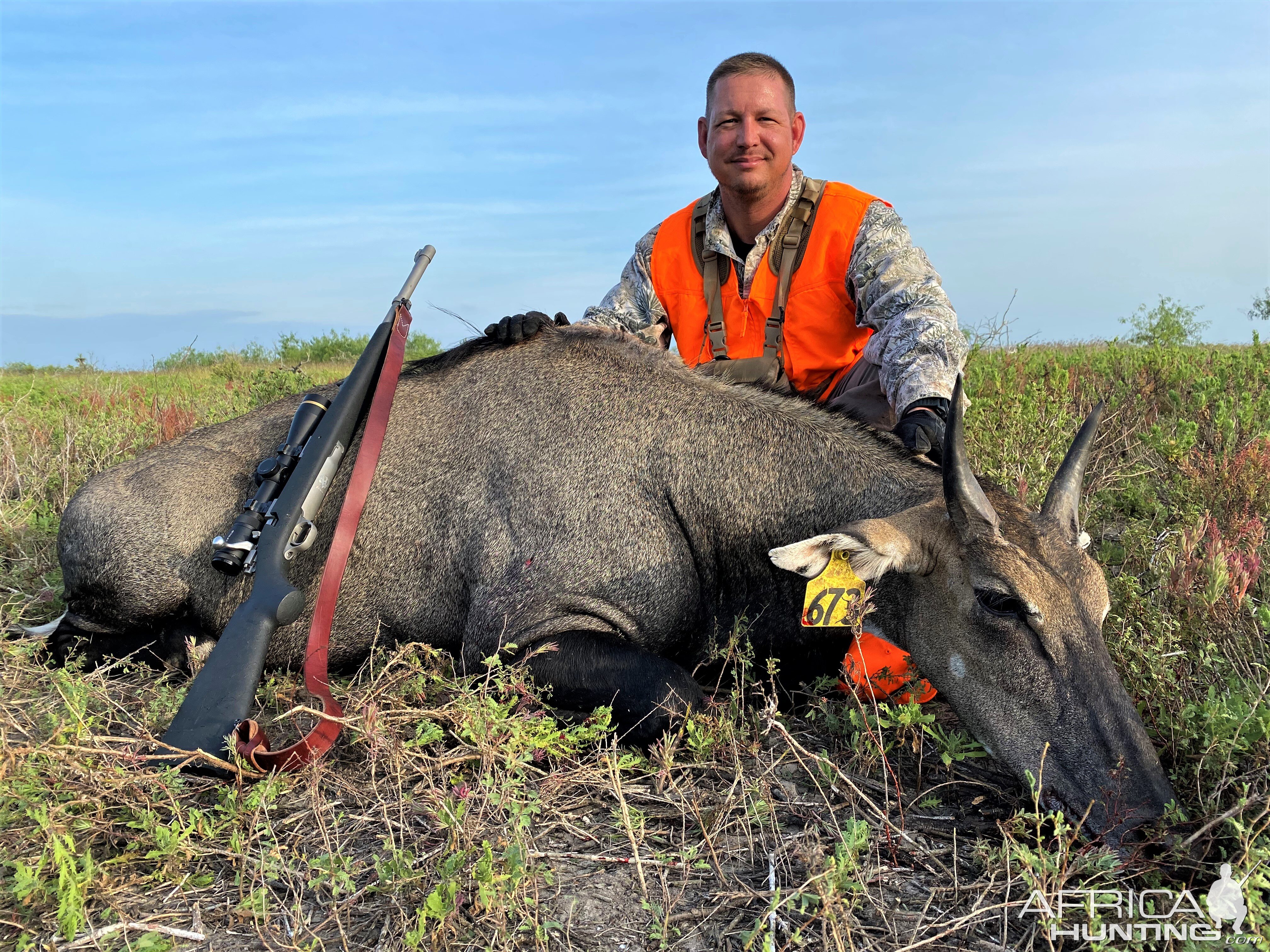 Nilgai Hunting South Texas