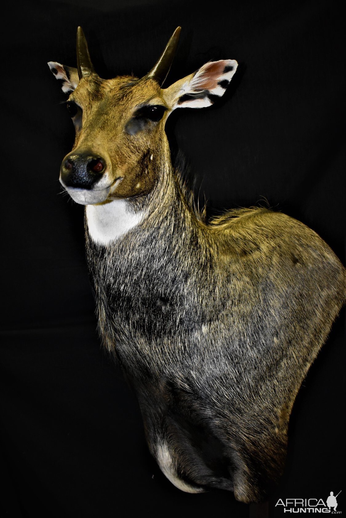 Nilgai Shoulder Mount Taxidermy