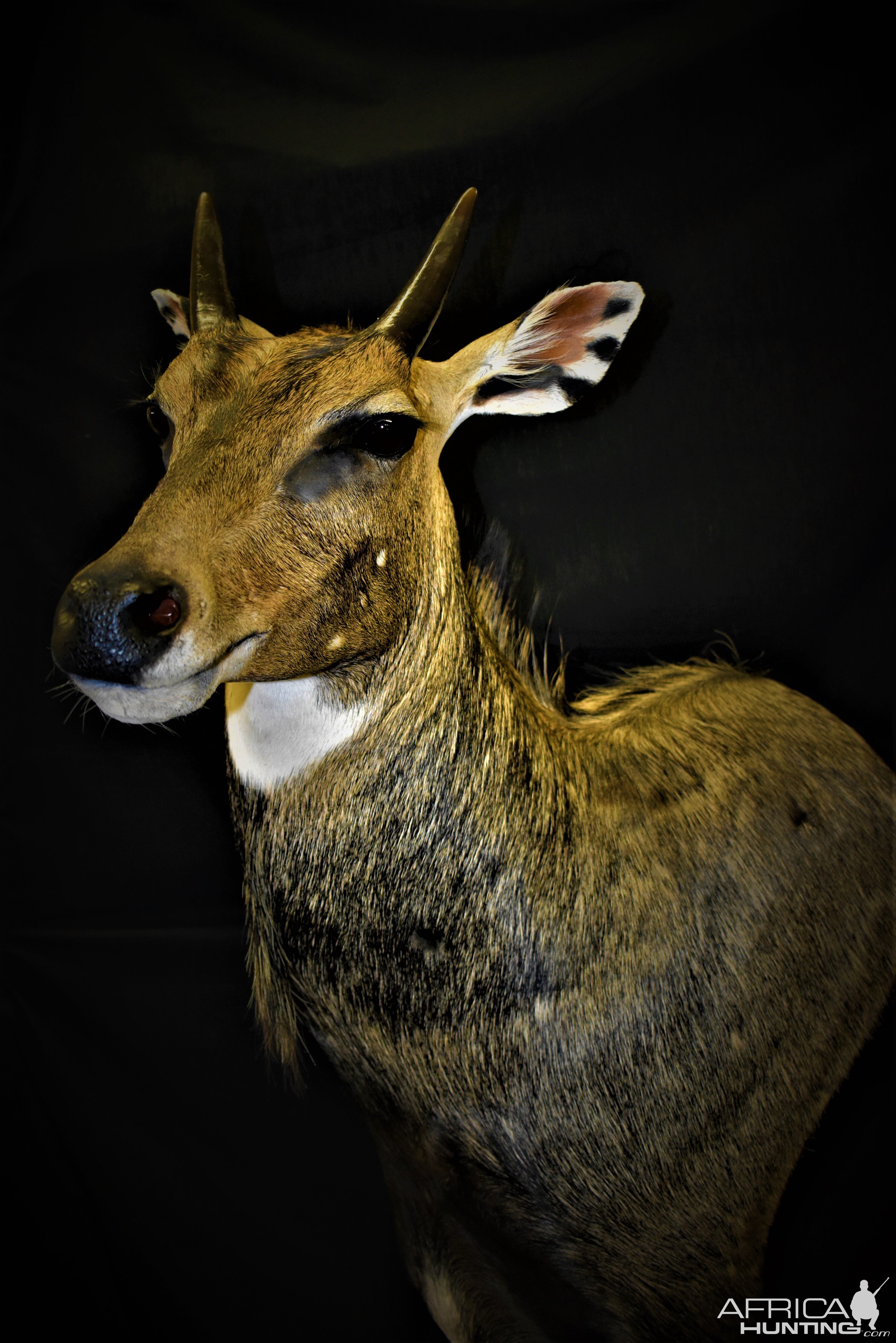 Nilgai Shoulder Pedestal Mount Taxidermy