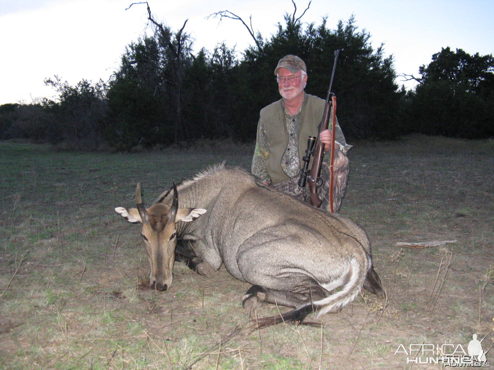 Nilgai