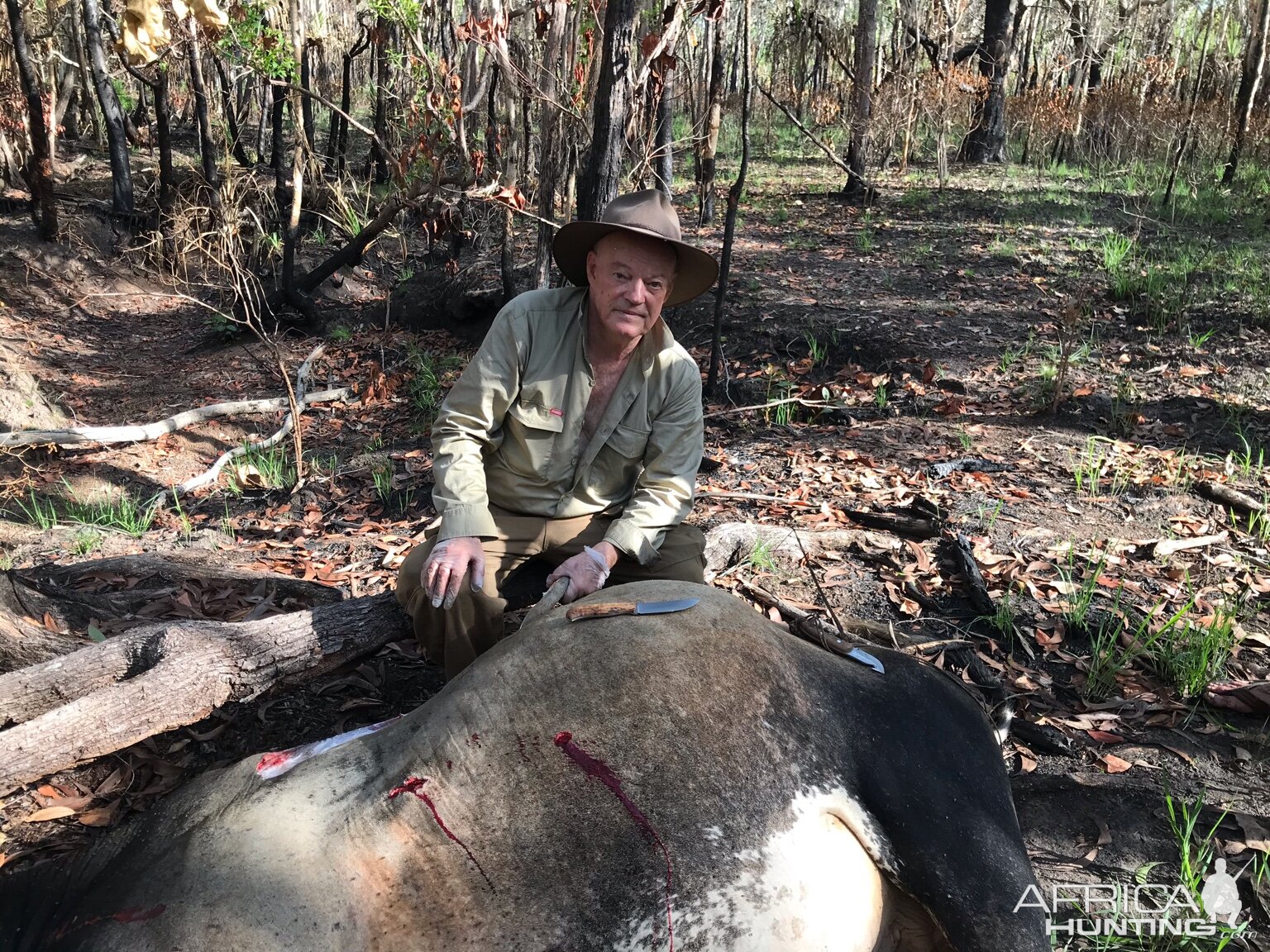 Northern Territory Australia Hunting Scrub Bull