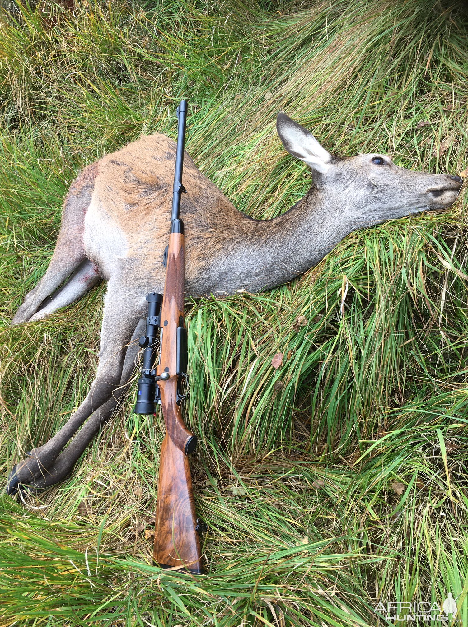 Norway Europe Hunting Deer