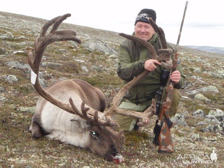 Norway Reindeer