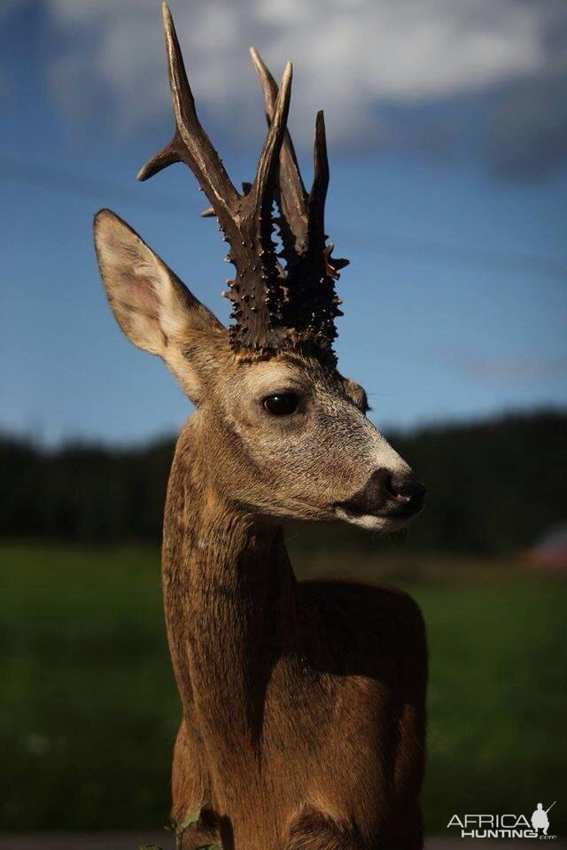 Norwegian roedeer