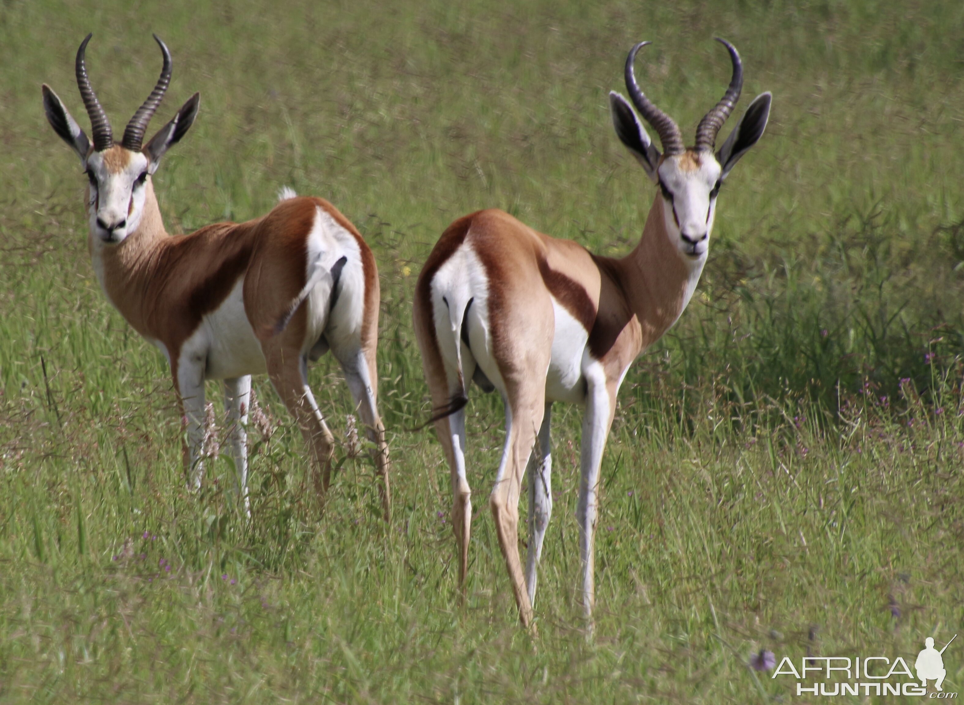 Nothing like a springbuck in green grass