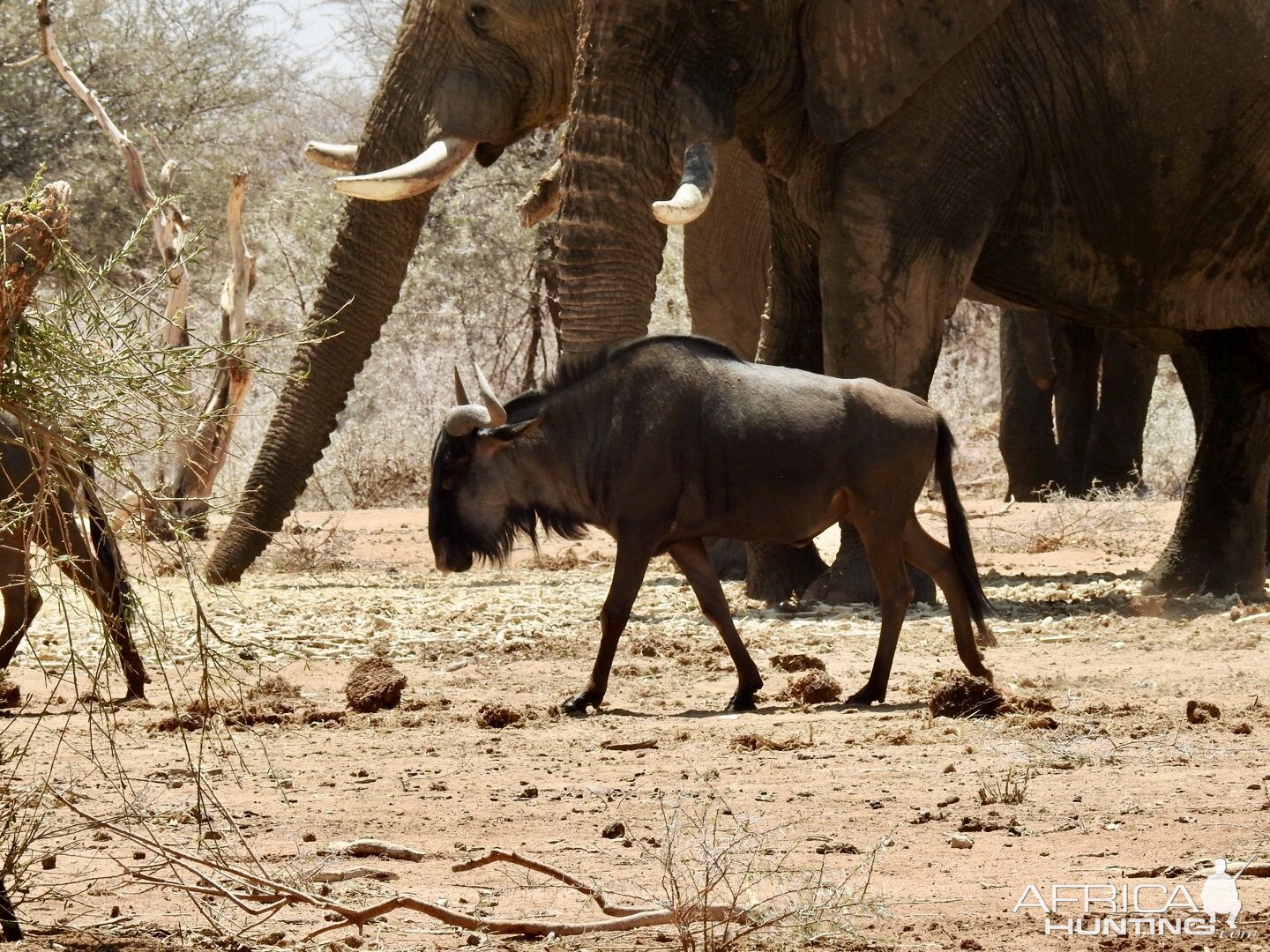 Notice the size of the elephant compared to blue wildebeest