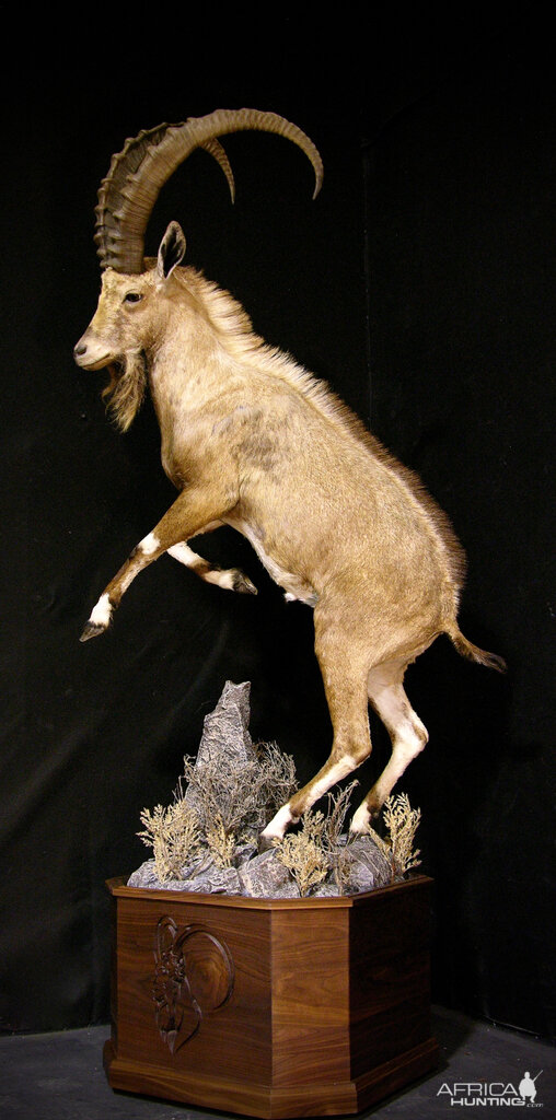 Nubian Ibex Full Mount Taxidermy