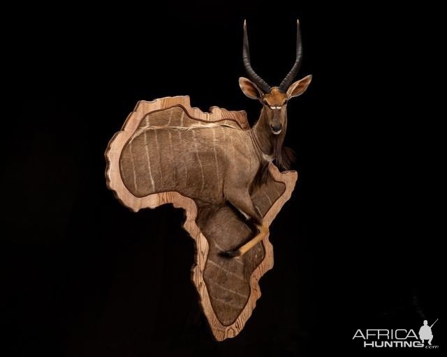 Nyala 3D Africa Wall Pedestal Mount Taxidermy
