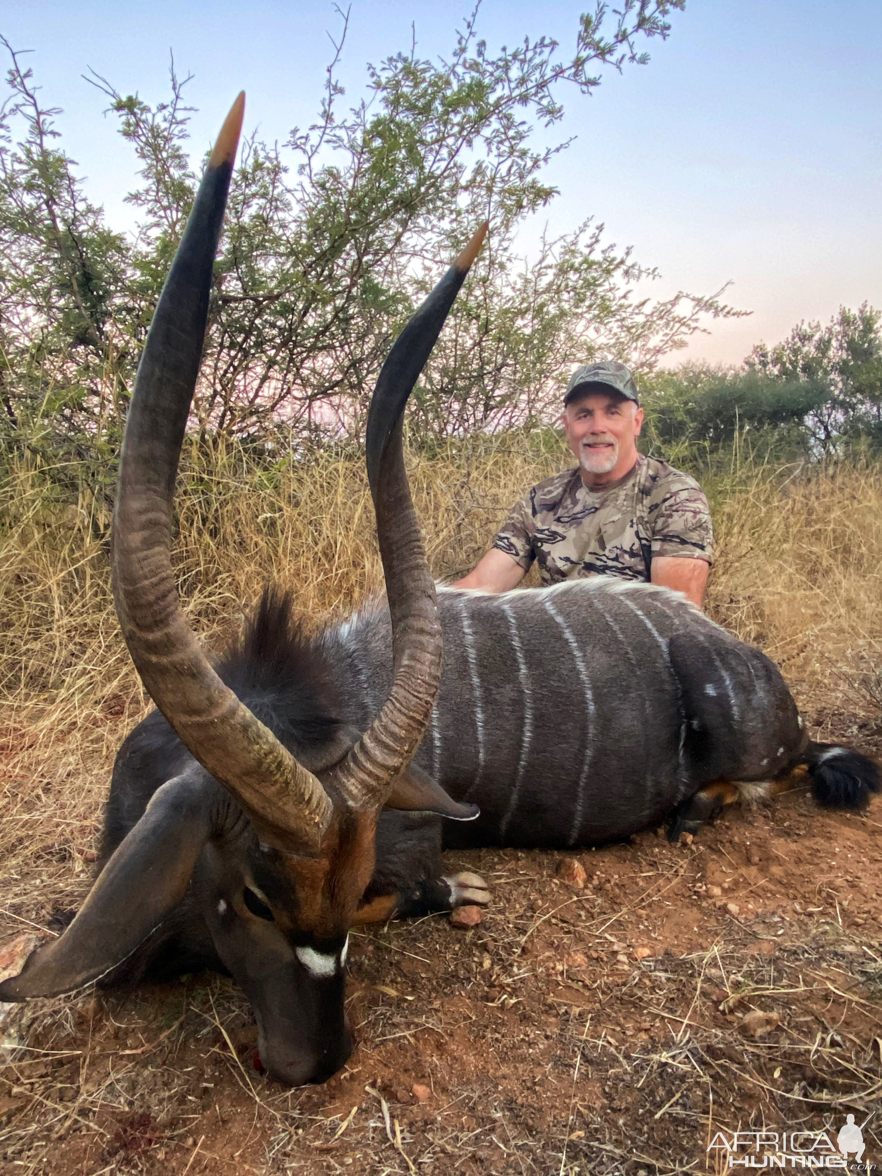 Nyala Bull Hunt South Africa