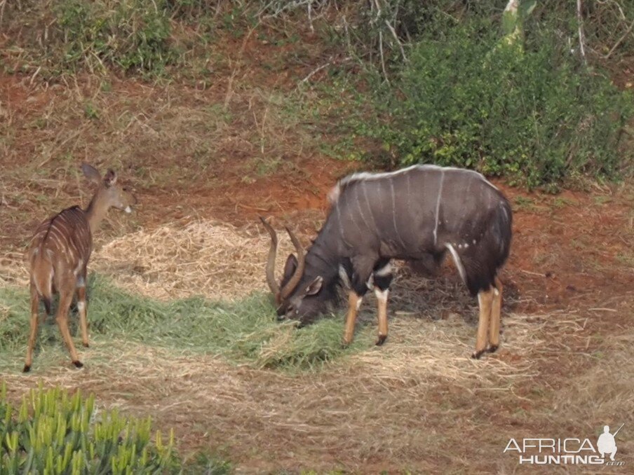 Nyala Bull South Africa