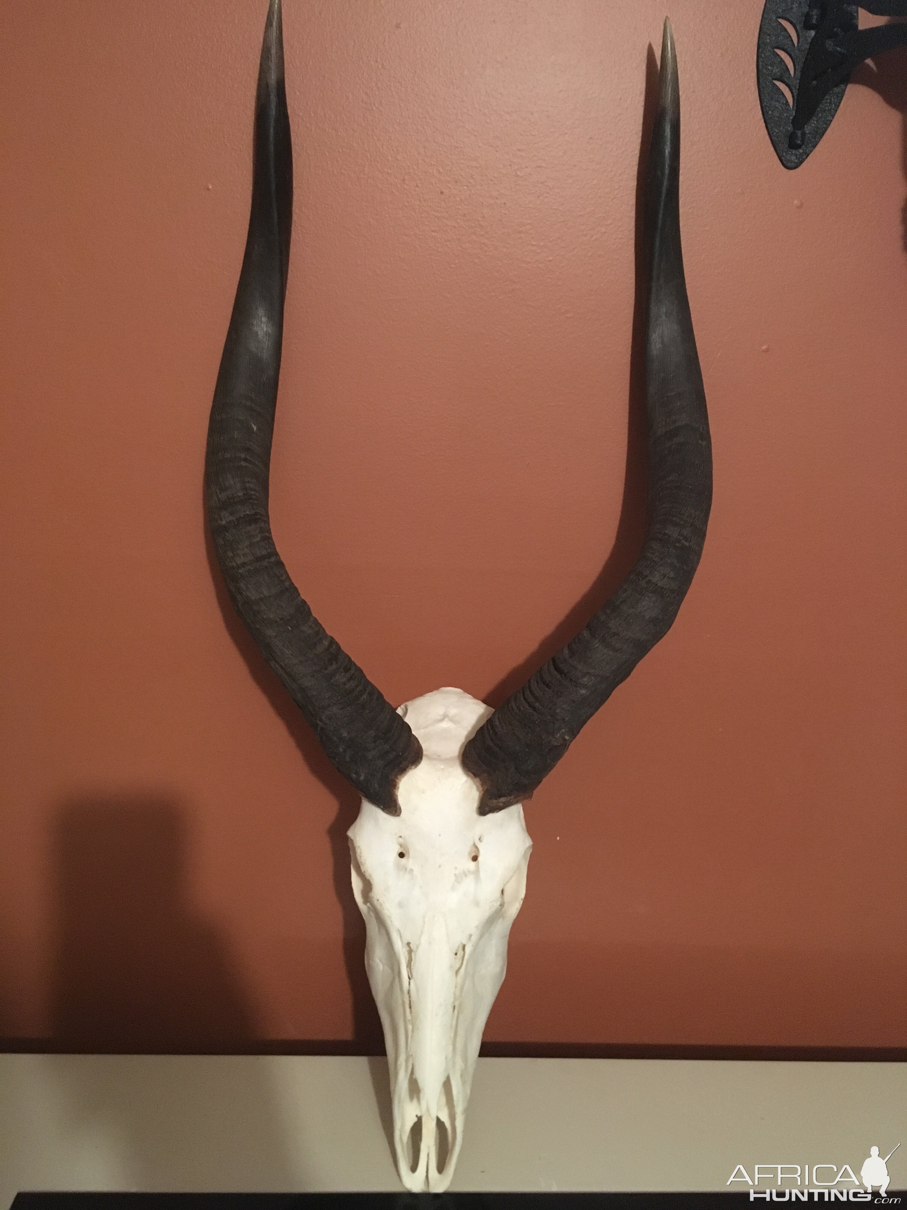 Nyala European Skull Mount Taxidermy