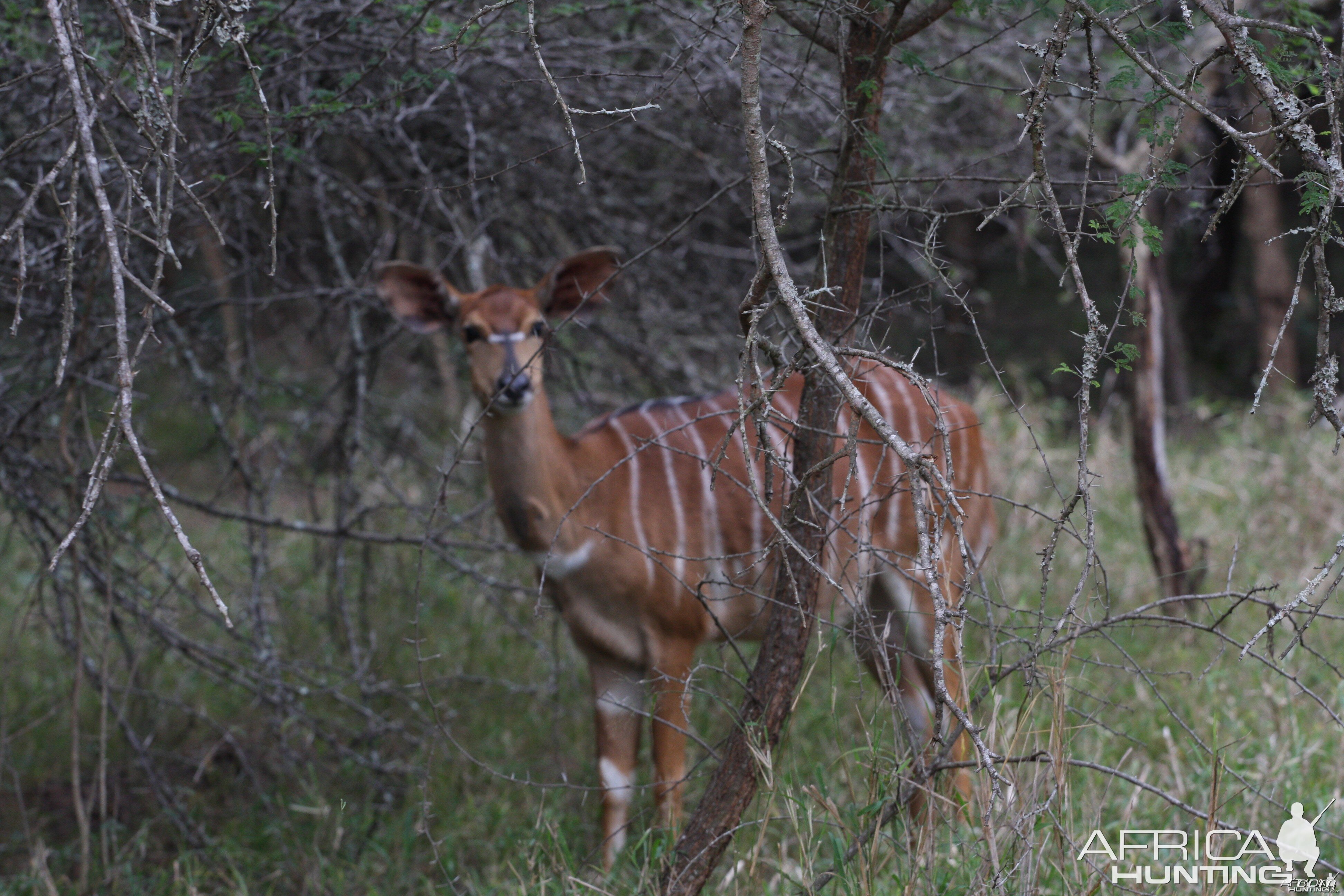 Nyala Female