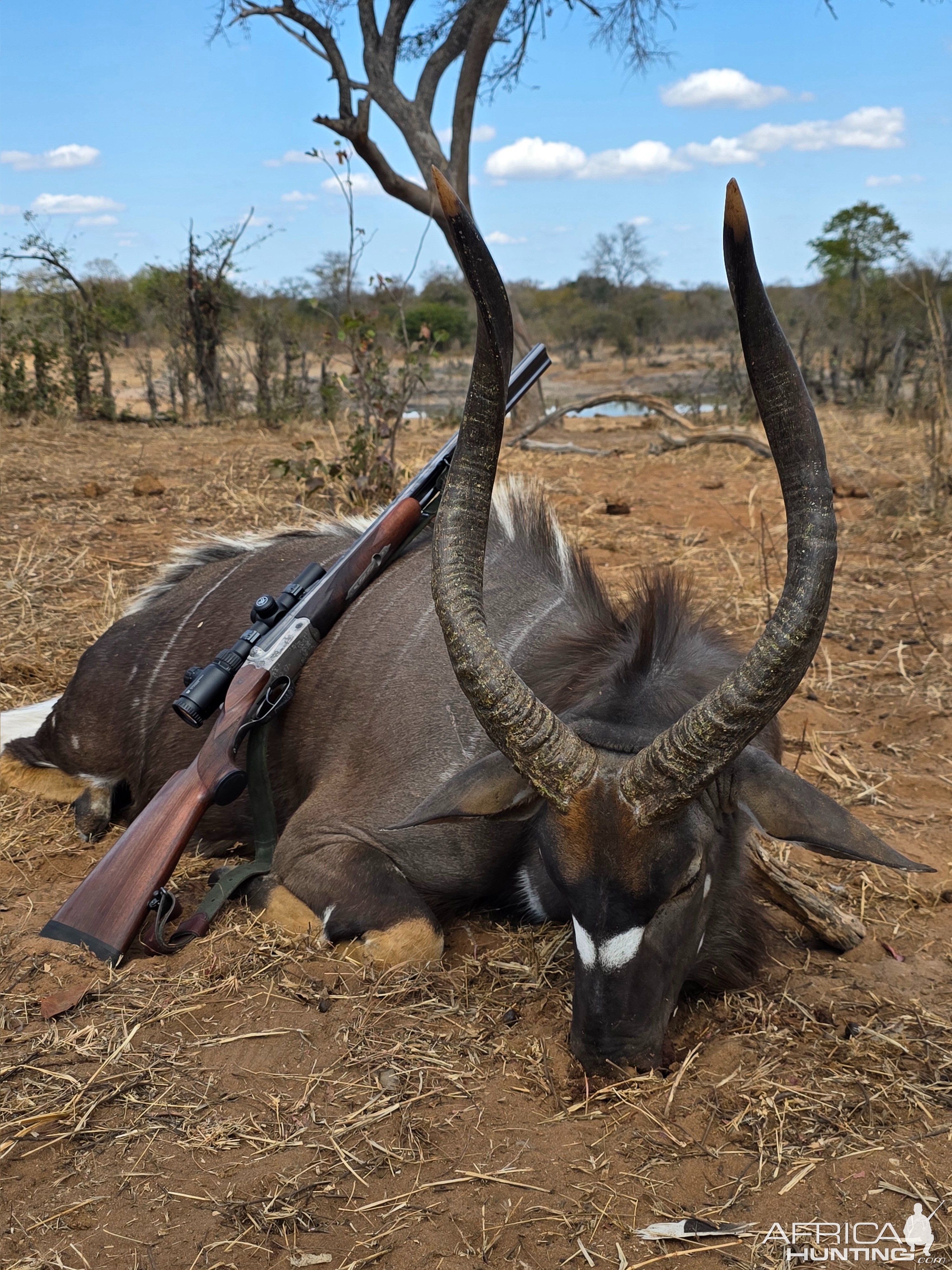 Nyala Hunt Mozambique