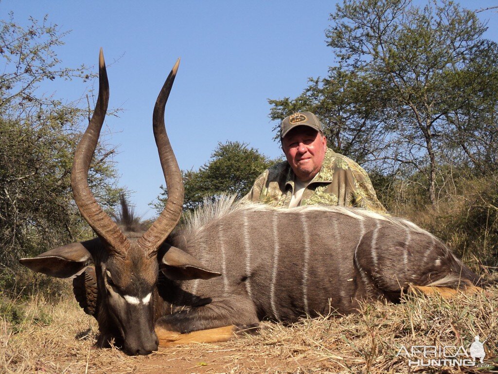 Nyala Hunt South Africa