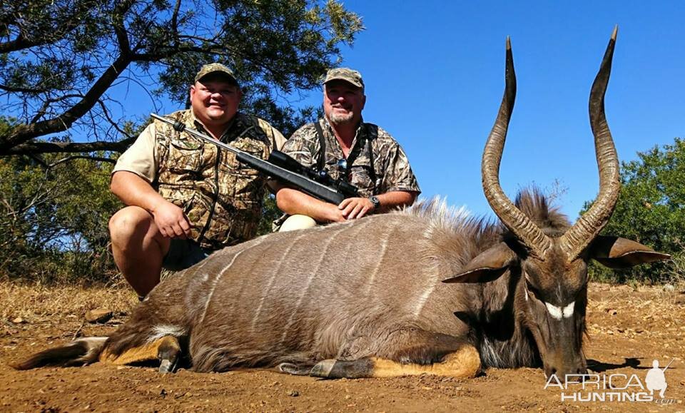 Nyala Hunt South Africa