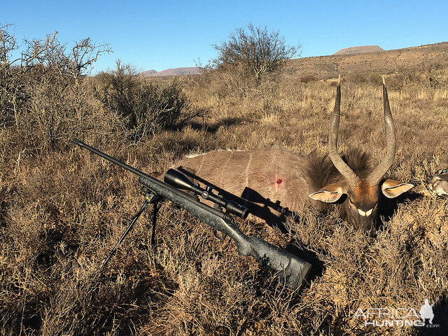 Nyala Hunt South Africa