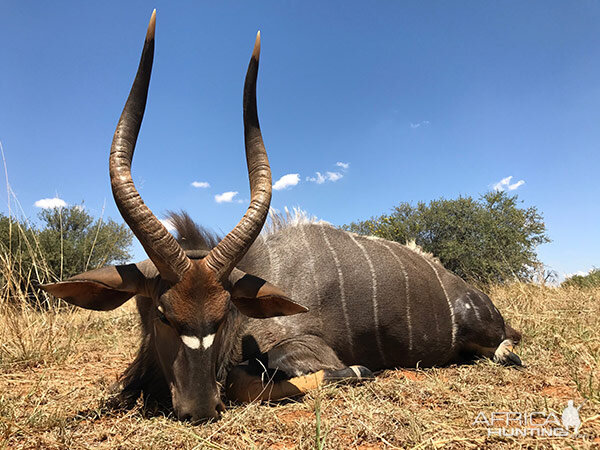 Nyala Hunt South Africa